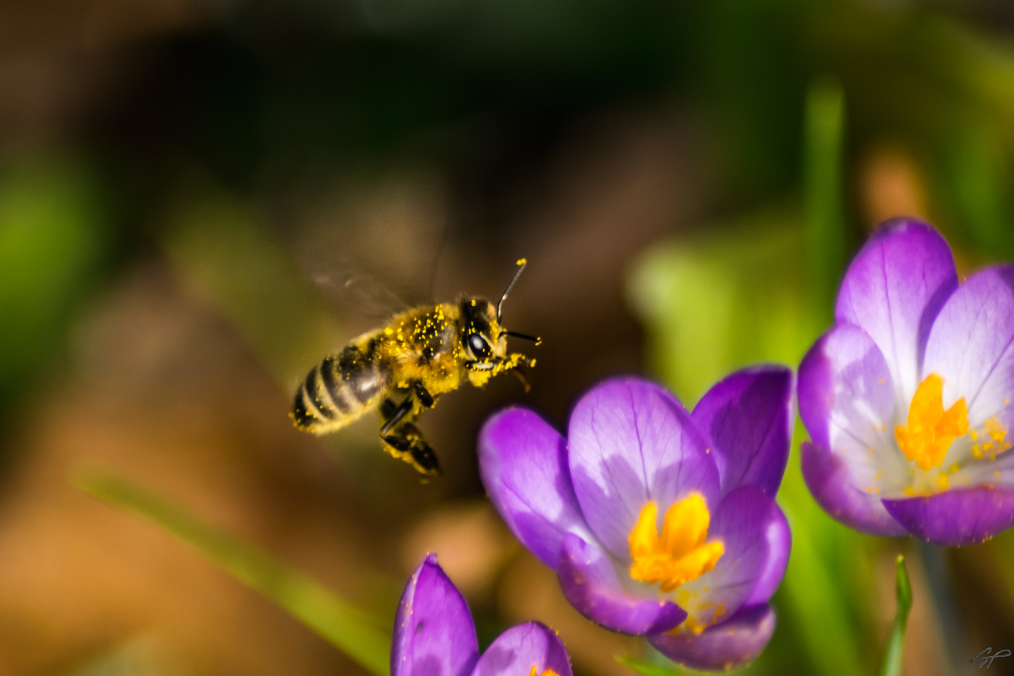 Nikon D3300 + Sigma 50-150mm F2.8 EX APO DC HSM II + 1.4x sample photo. Busy as a bee photography