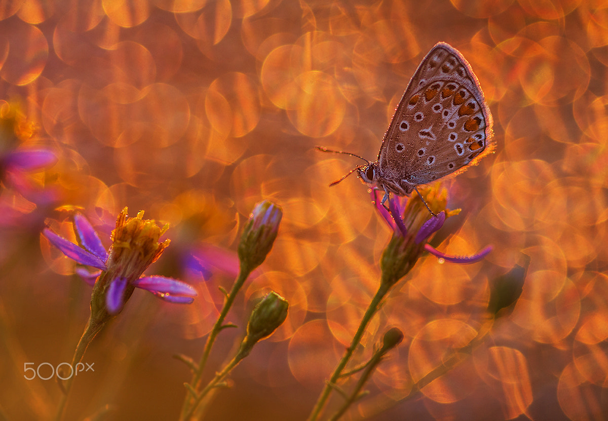 Sigma 105mm F2.8 EX DG Macro sample photo. Golden dawn photography