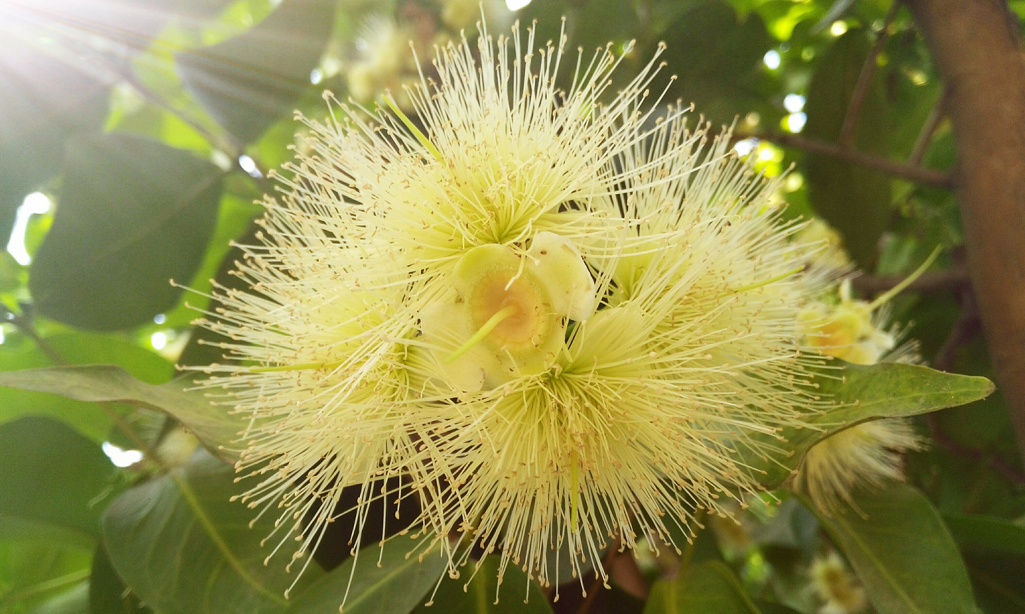 HUAWEI GR5 sample photo