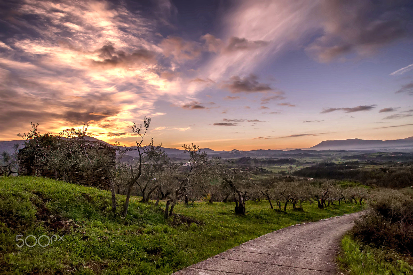 Nikon D700 + Sigma 17-35mm F2.8-4 EX Aspherical sample photo. The olive trees path photography