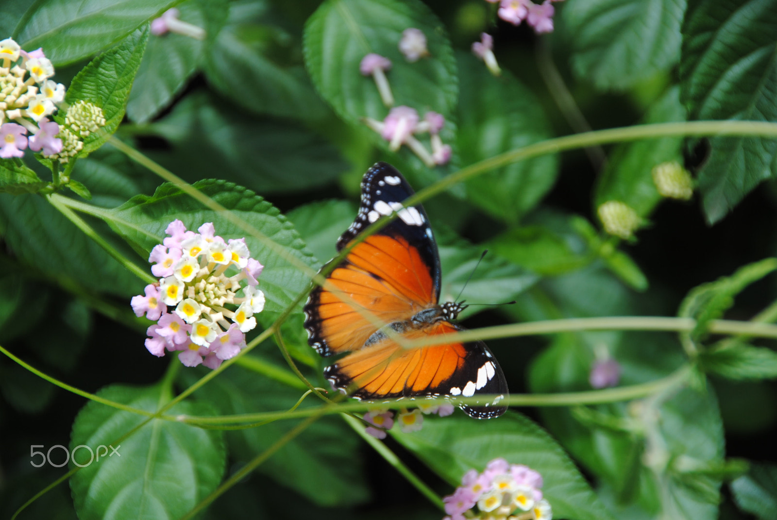 Nikon D3000 sample photo. Beauty takes a break photography