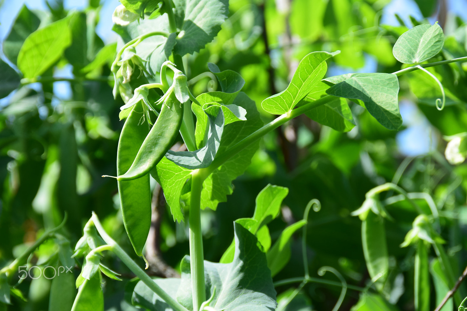 Nikon D3300 + Tamron AF 18-200mm F3.5-6.3 XR Di II LD Aspherical (IF) Macro sample photo. Healthy pea plants growing in a garden. photography