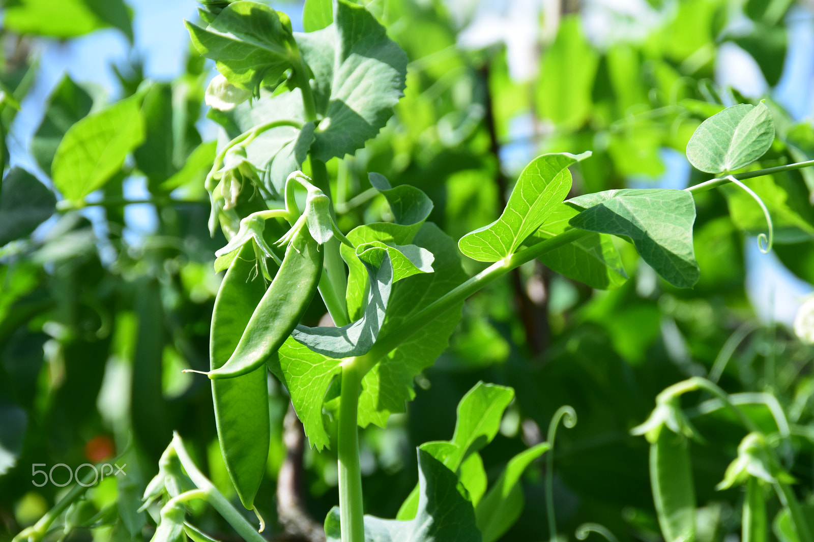 Nikon D3300 + Tamron AF 18-200mm F3.5-6.3 XR Di II LD Aspherical (IF) Macro sample photo. Healthy pea plants growing in a garden. photography