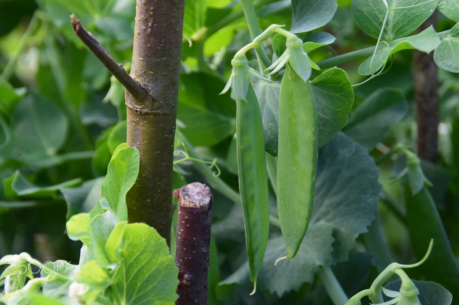 Nikon D3300 sample photo. Healthy pea plants growing in a garden. photography