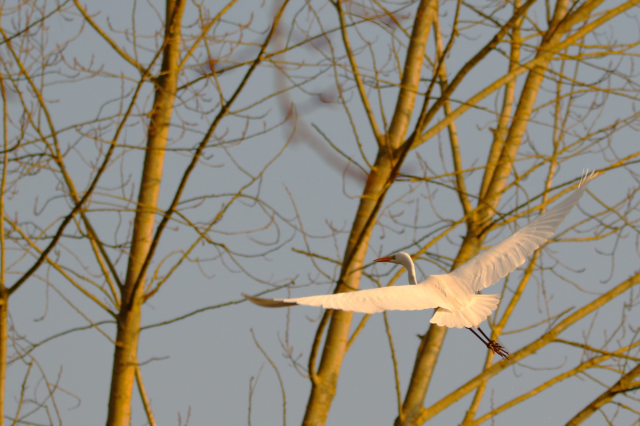 Sigma 150-600mm F5-6.3 DG OS HSM | C sample photo. Grande aigrette en vol photography