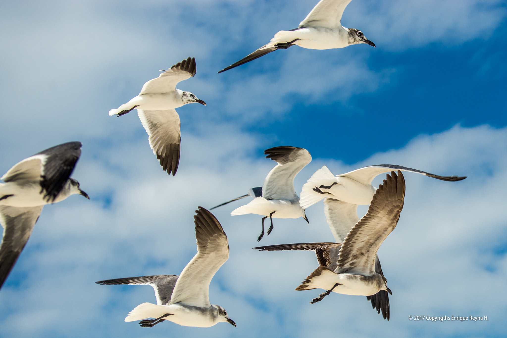 Sony 75-300mm F4.5-5.6 sample photo. Flying photography