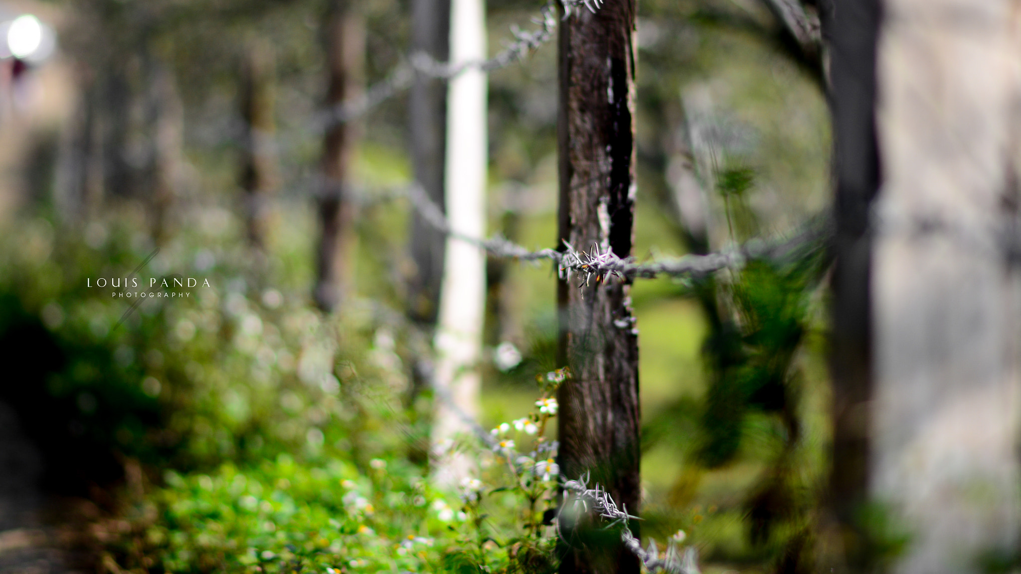 Nikon D5200 + Nikon AF-S Nikkor 85mm F1.8G sample photo. Dsc photography