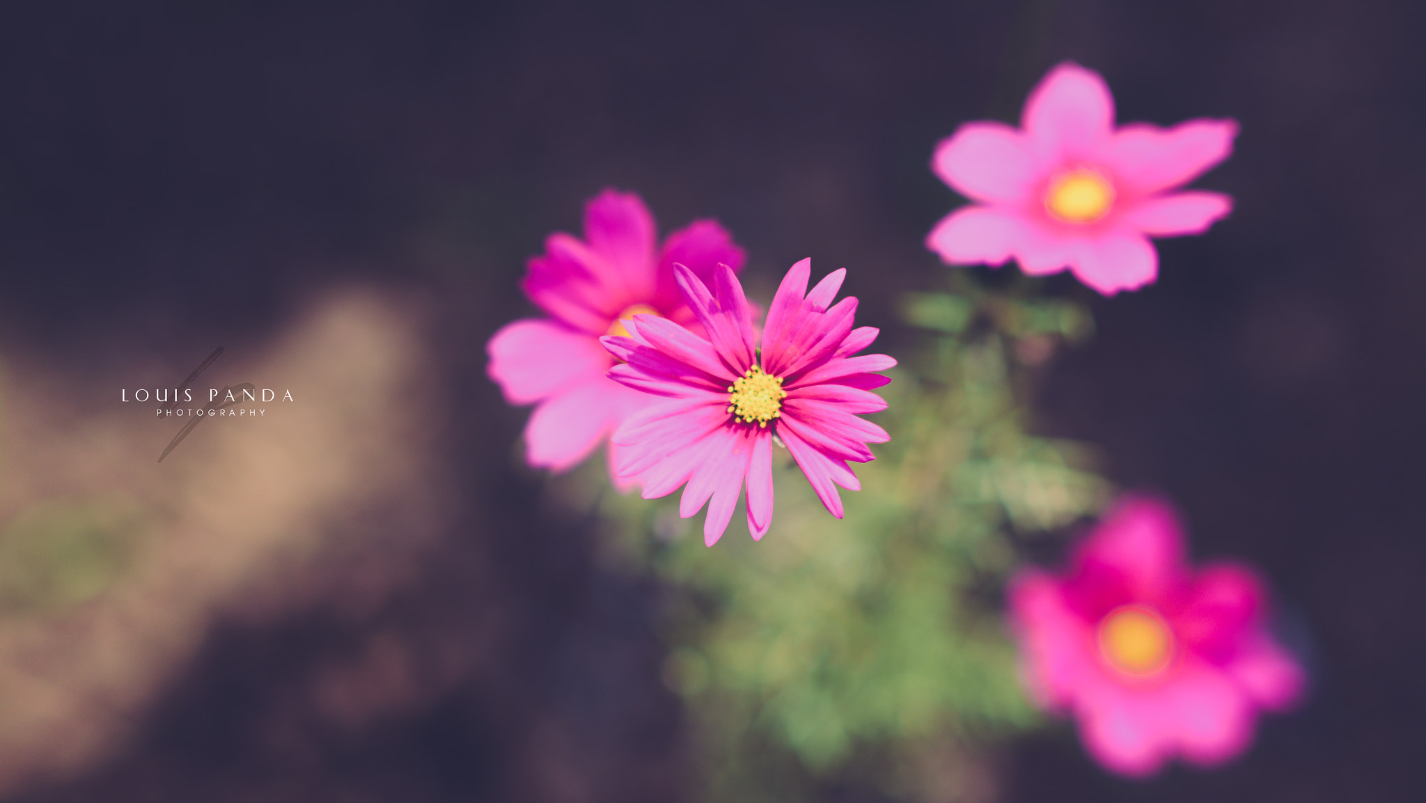 Nikon D5200 + Nikon AF-S Nikkor 85mm F1.8G sample photo. Dsc photography