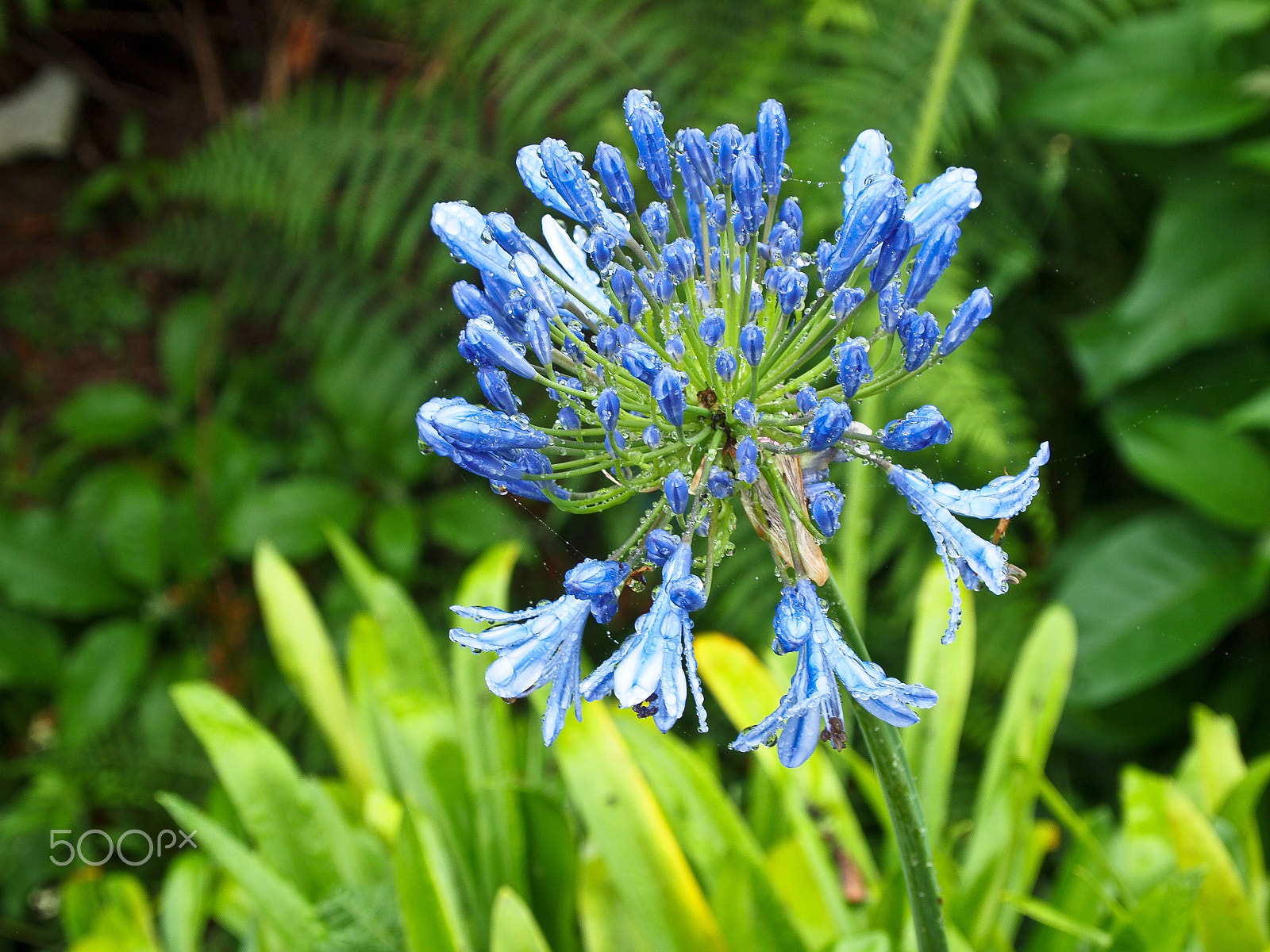 Olympus PEN E-P1 sample photo. Impressions from madeira photography