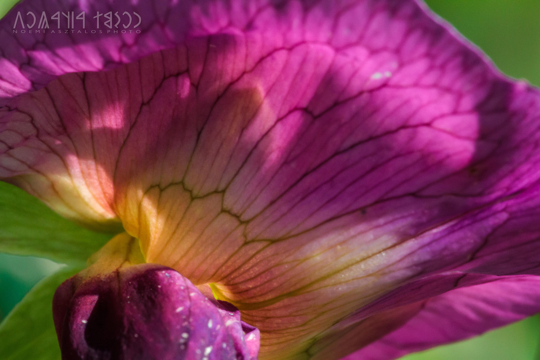 Canon EF 180mm F3.5L Macro USM sample photo. Purple photography