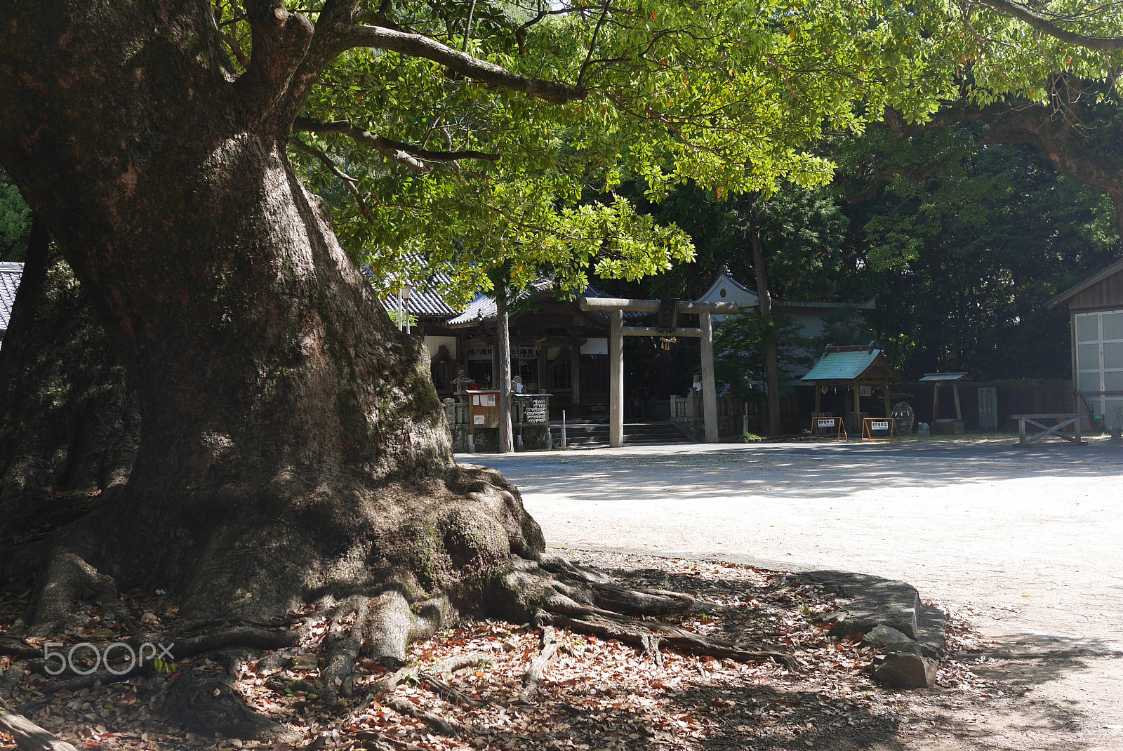 Panasonic Lumix DMC-GX7 sample photo. Huge old tree in sacred area of a shrine photography