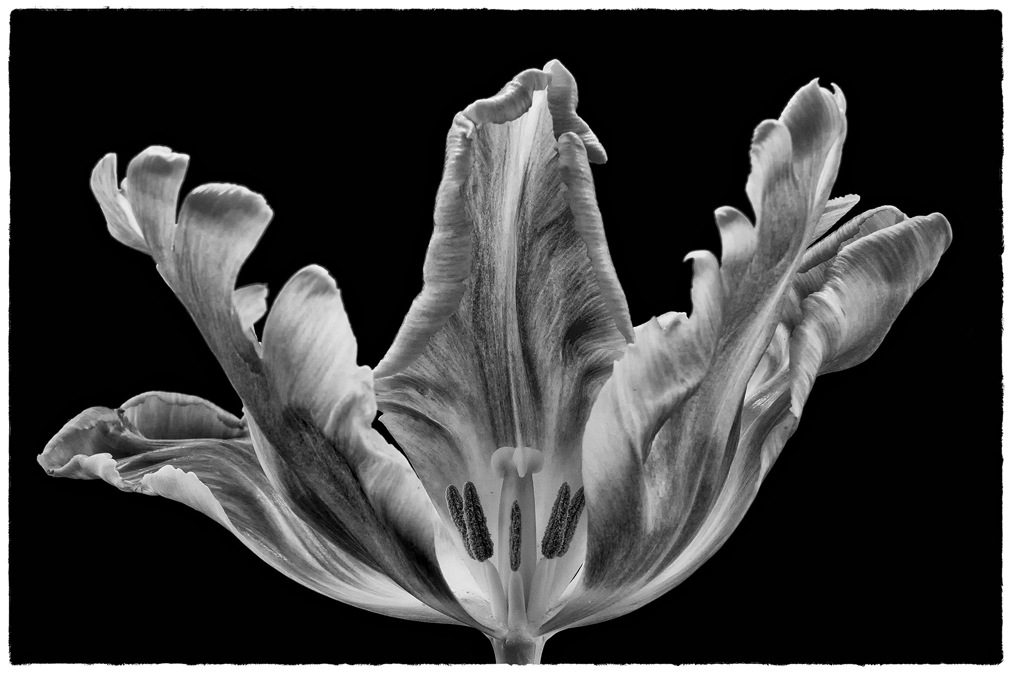Sigma 17-70mm F2.8-4.5 (D) sample photo. Black&white beauty photography