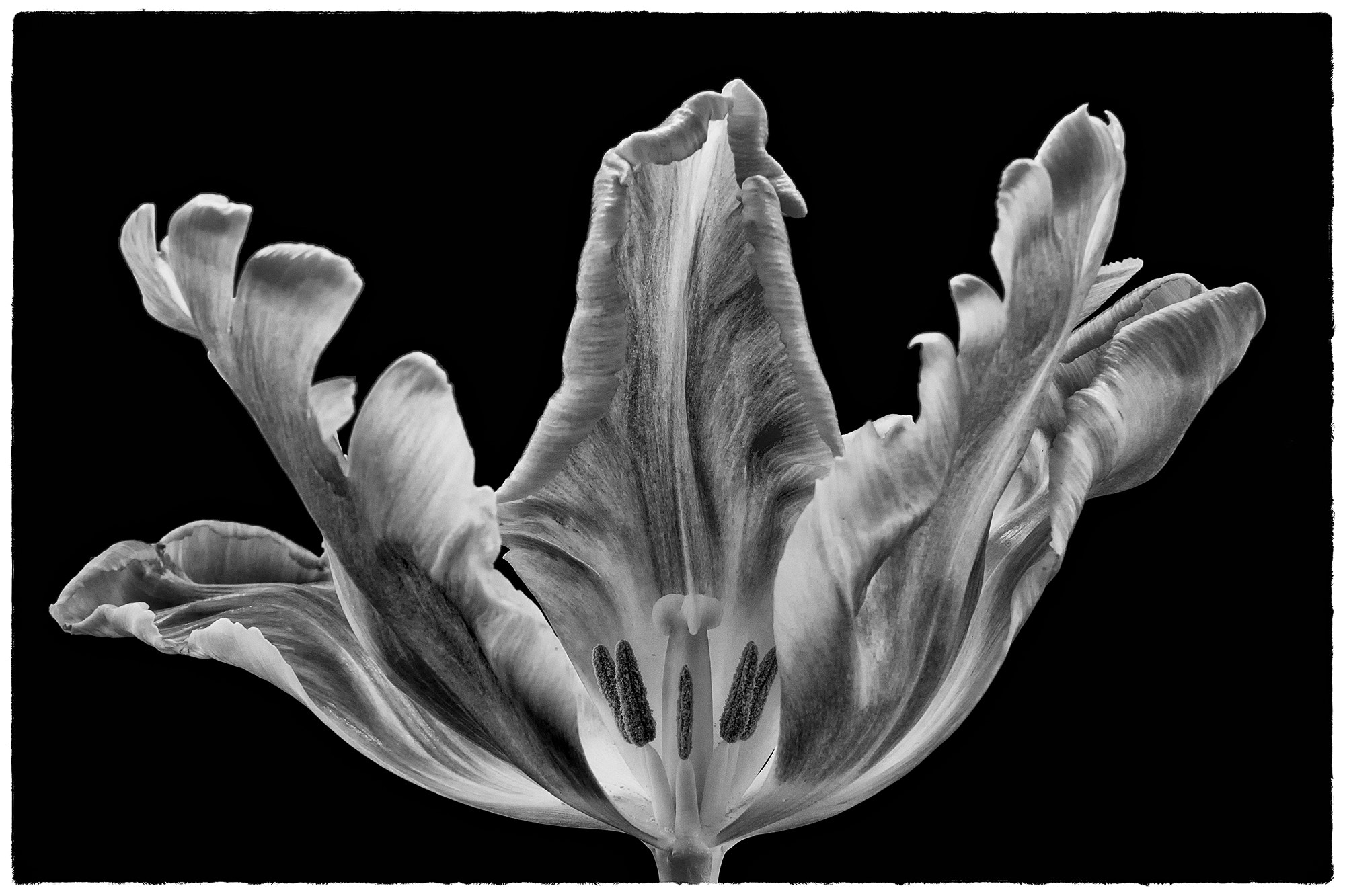 Sony SLT-A68 + Sigma 17-70mm F2.8-4.5 (D) sample photo. Black&white beauty photography