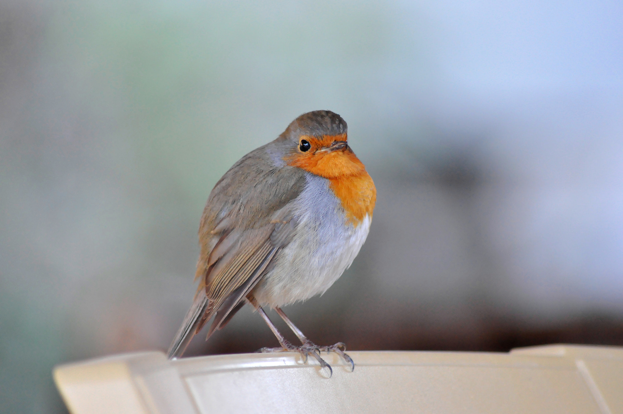 Sigma 70-300mm F4-5.6 APO DG Macro sample photo. Robin of the spil national park  photography