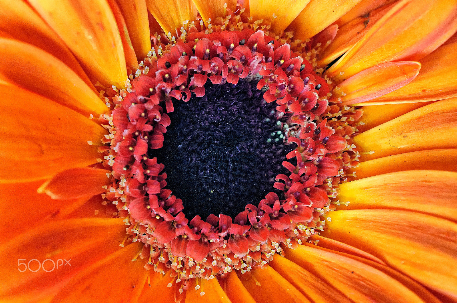 Nikon AF-S DX Micro Nikkor 40mm F2.8 sample photo. Projet 365-2017-48 - au coeur du souci photography