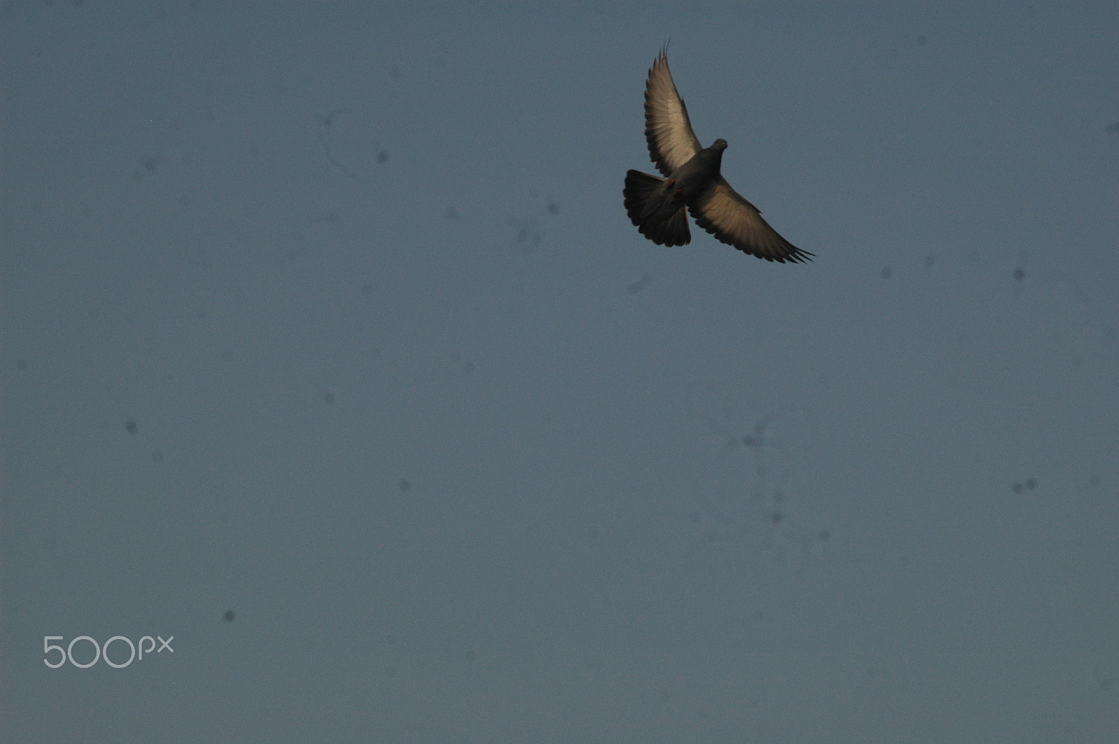 Sigma 105mm F2.8 EX DG Macro sample photo. A pigeon photography