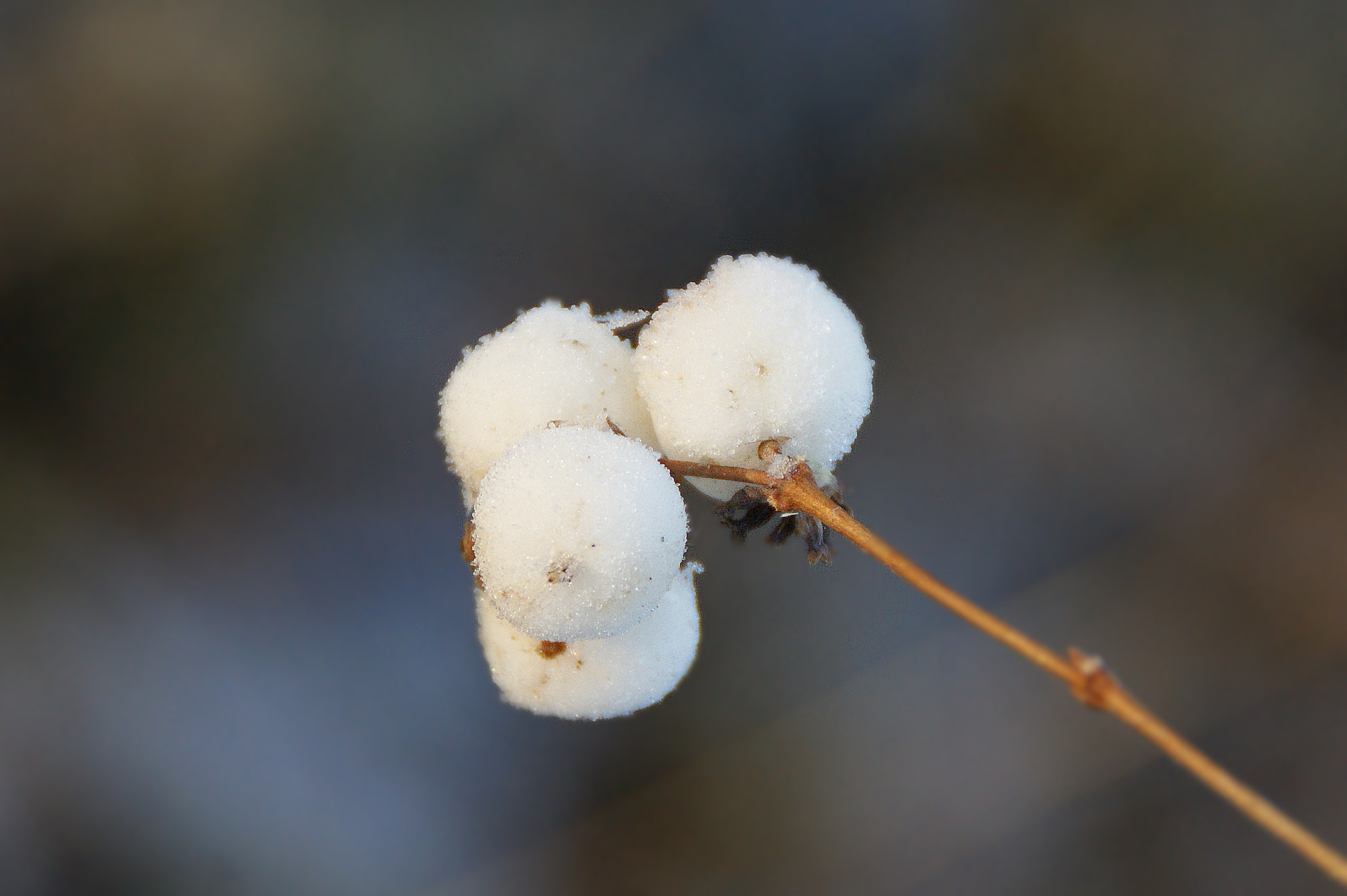 Sony Alpha DSLR-A290 sample photo. Schneebeere (symphoricarpos albus) photography