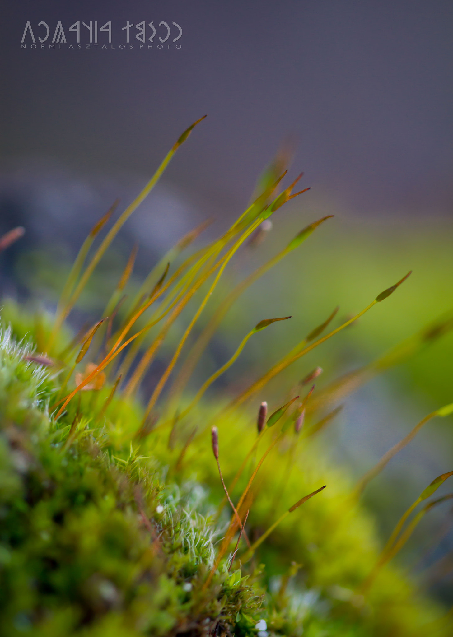 Canon EF 180mm F3.5L Macro USM sample photo. Small world photography