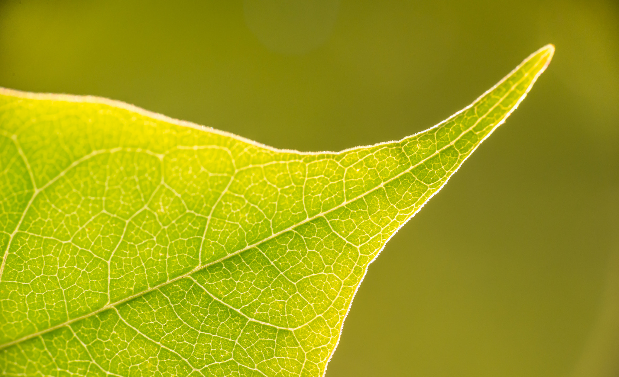 Nikon AF-S Micro-Nikkor 105mm F2.8G IF-ED VR sample photo. Photosynthesis photography