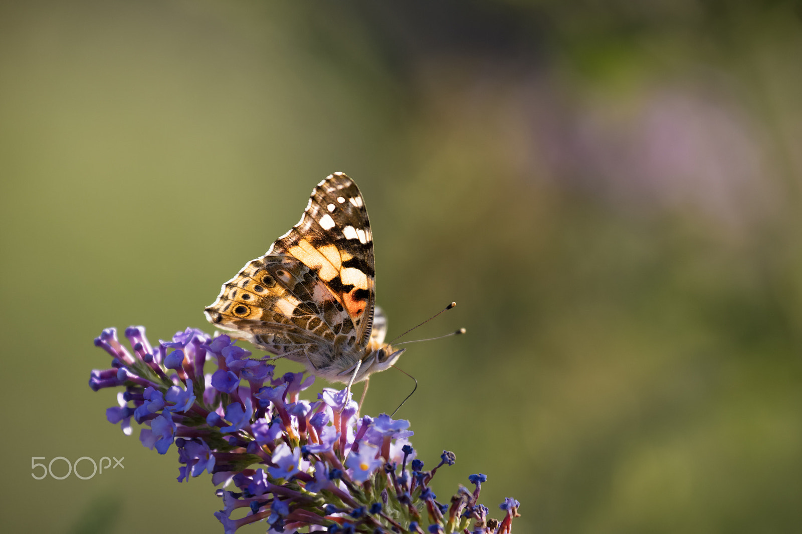 Canon EF 70-300mm F4-5.6L IS USM sample photo. Butterfly photography