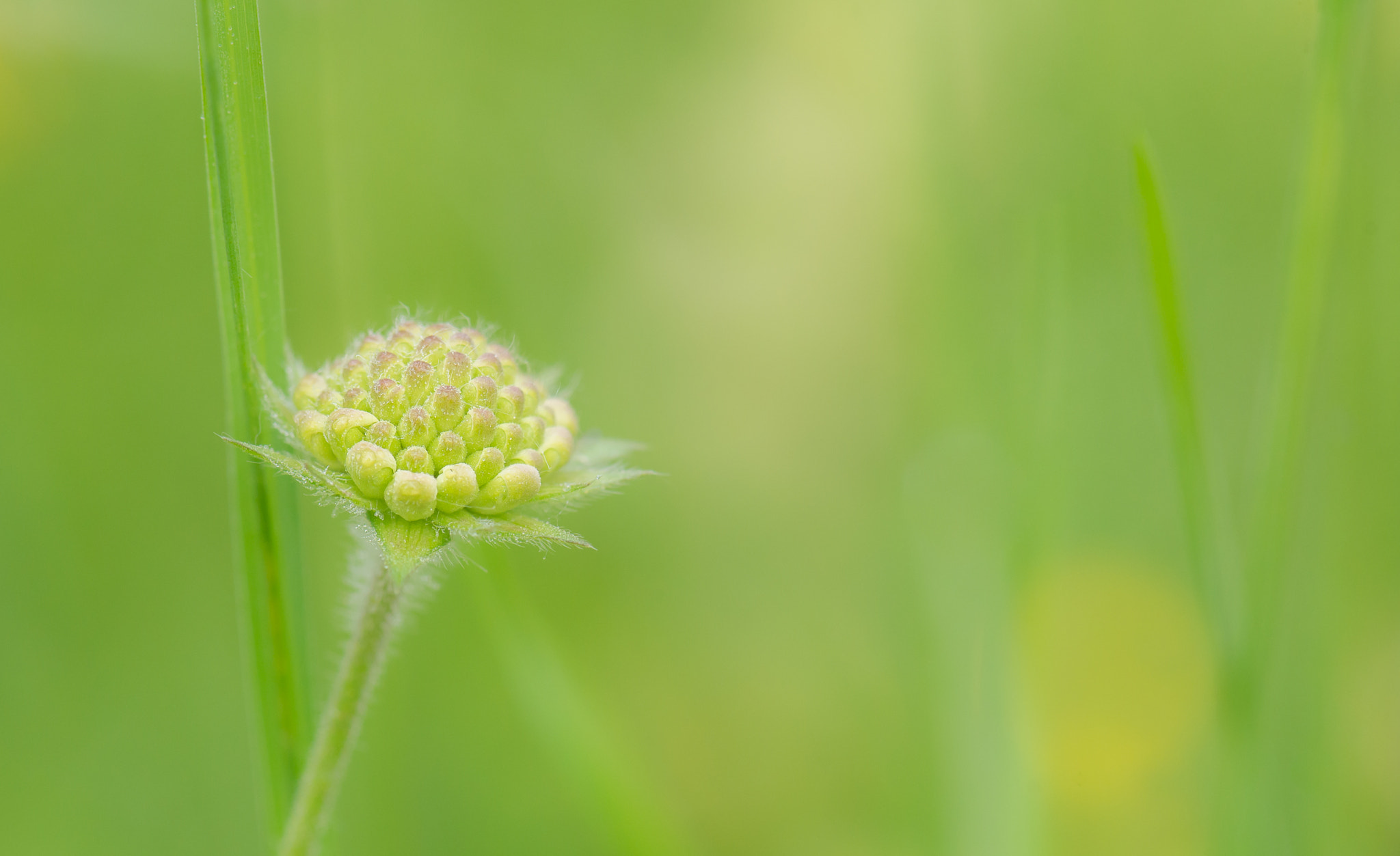 Nikon AF-S Micro-Nikkor 105mm F2.8G IF-ED VR sample photo. New beginning photography