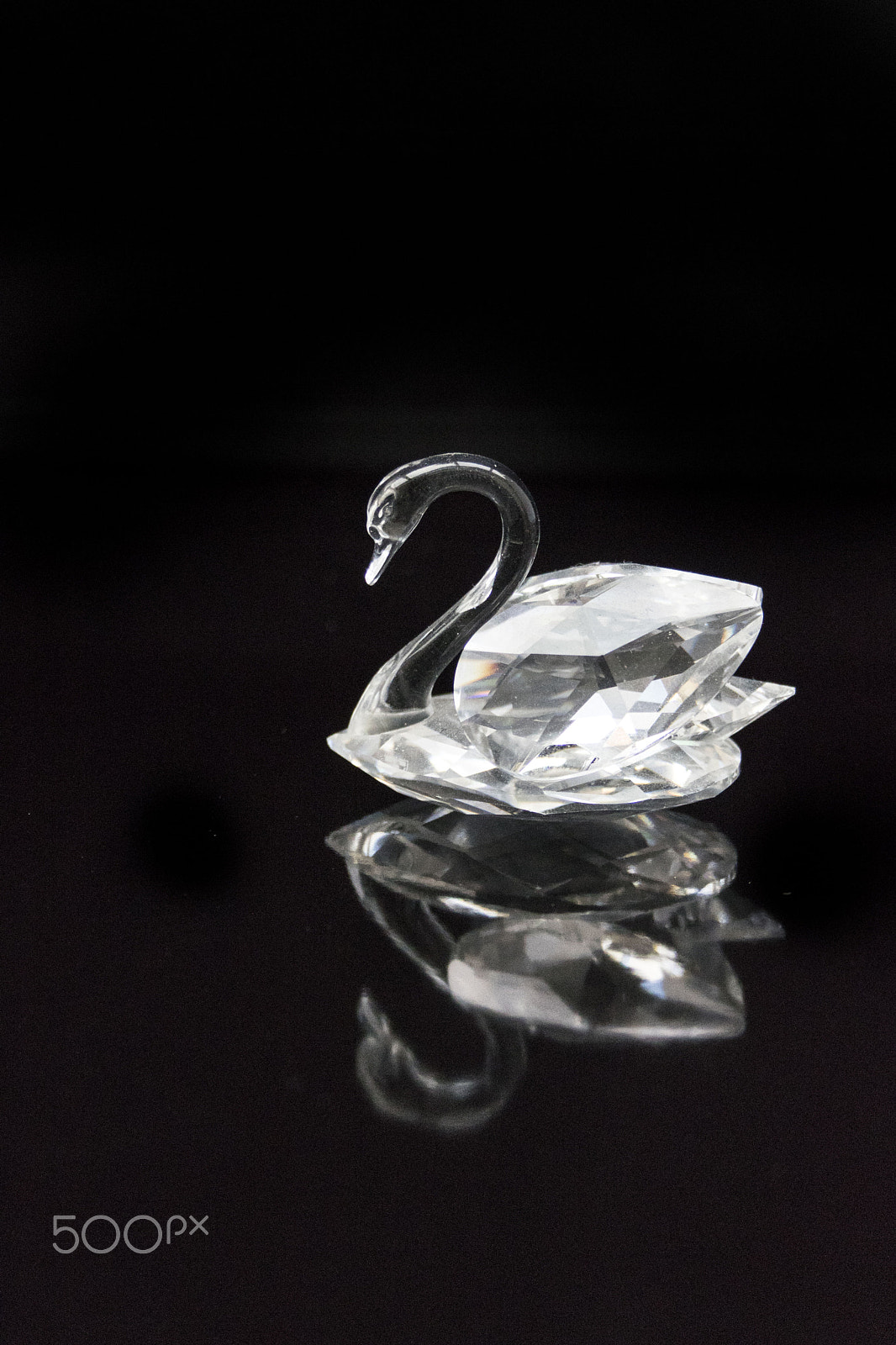 Canon EF-S 18-55mm F3.5-5.6 II sample photo. Swan photography