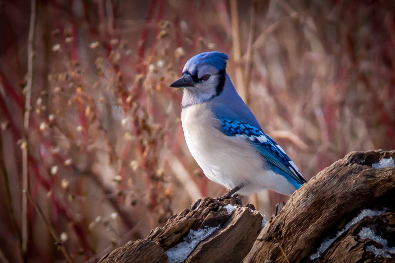 Canon EF-S 18-200mm F3.5-5.6 IS sample photo. Blue jay photography