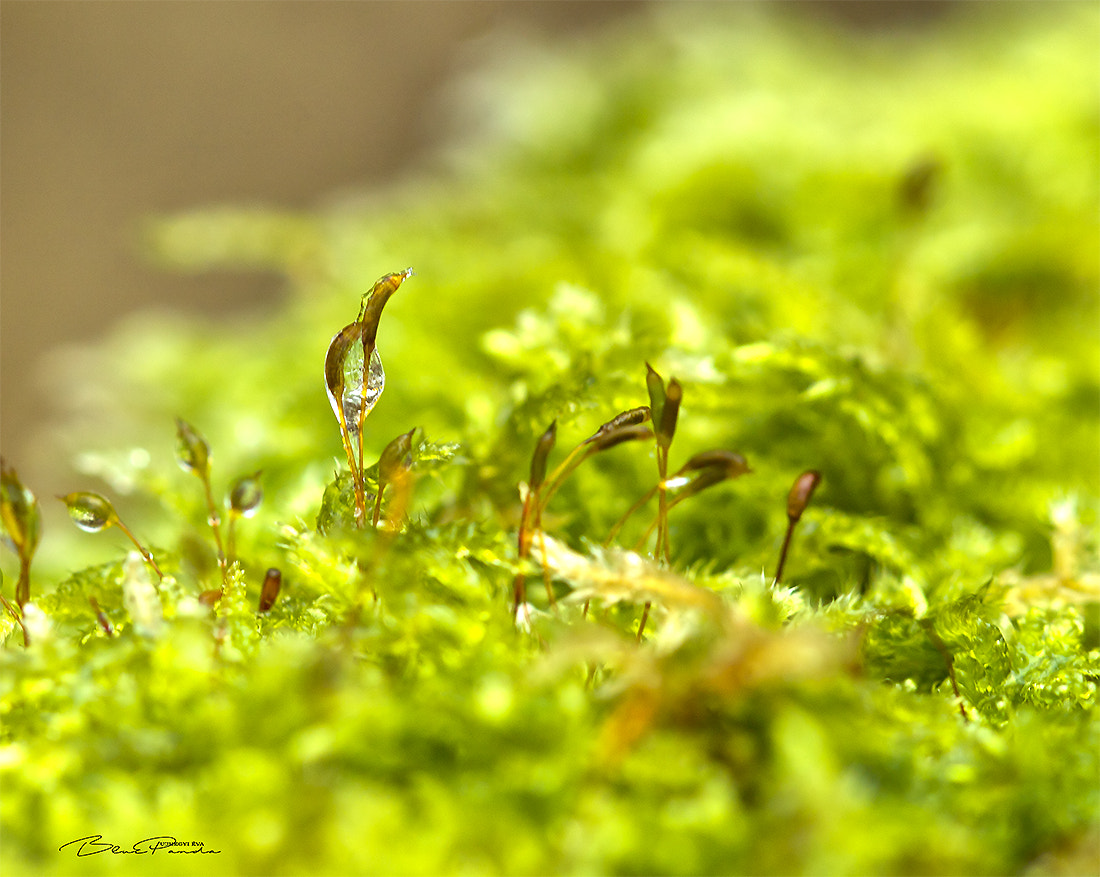 Canon EF 100mm F2.8 Macro USM sample photo. Drop photography