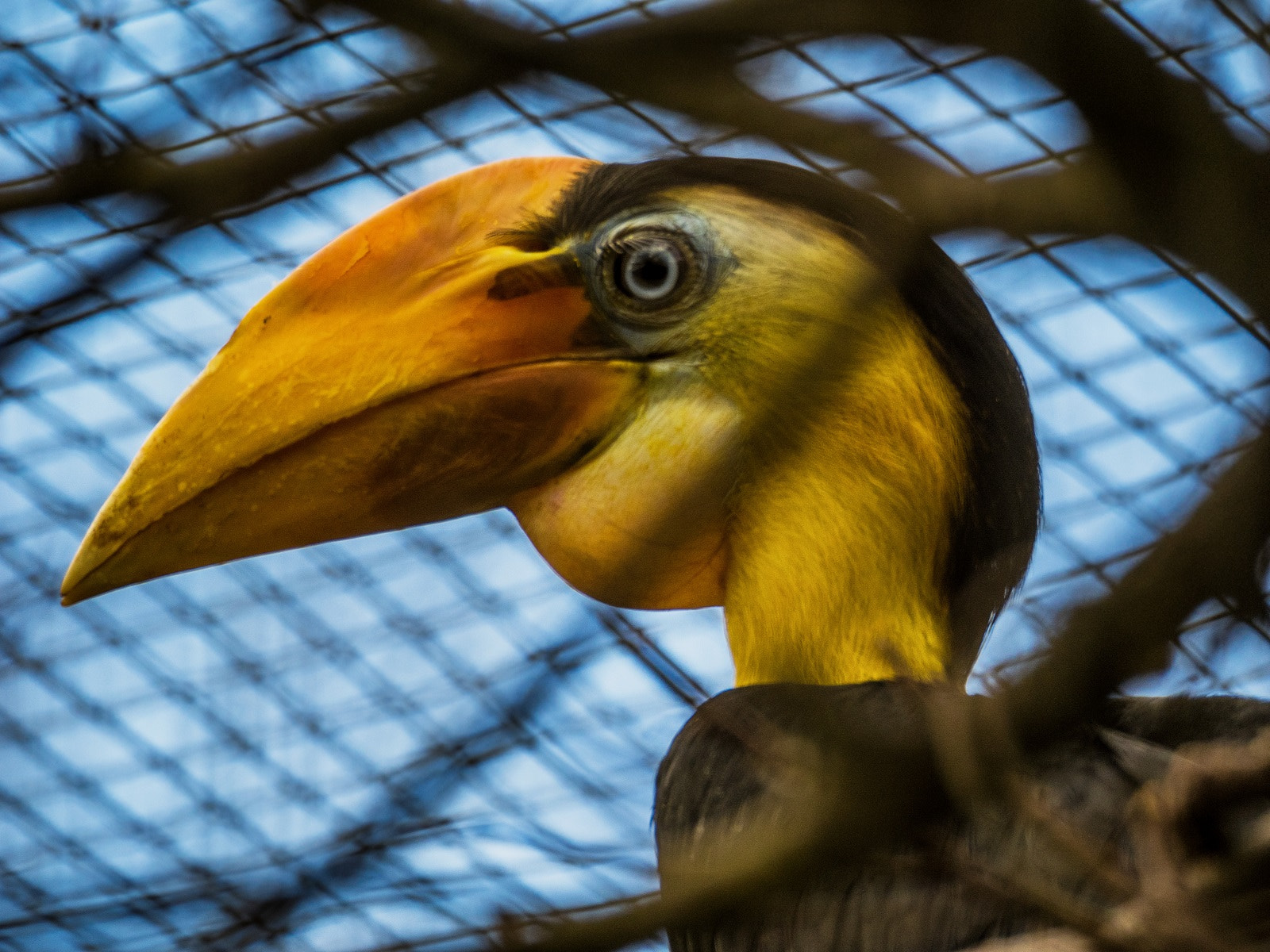 Olympus OM-D E-M1 sample photo. Wrinkled hornbill photography