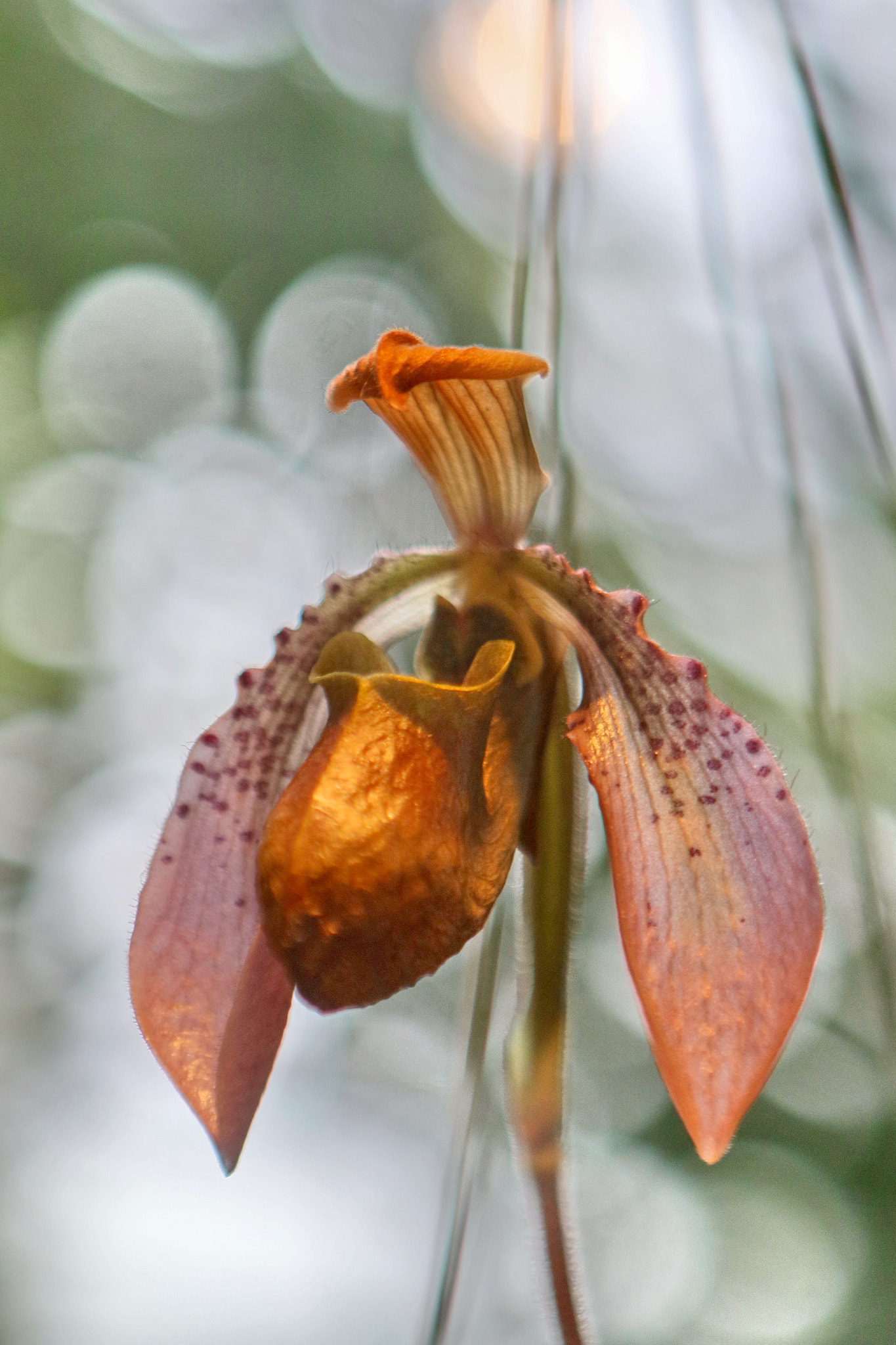 Canon EF 24-70mm F2.8L USM sample photo. Orchid photography