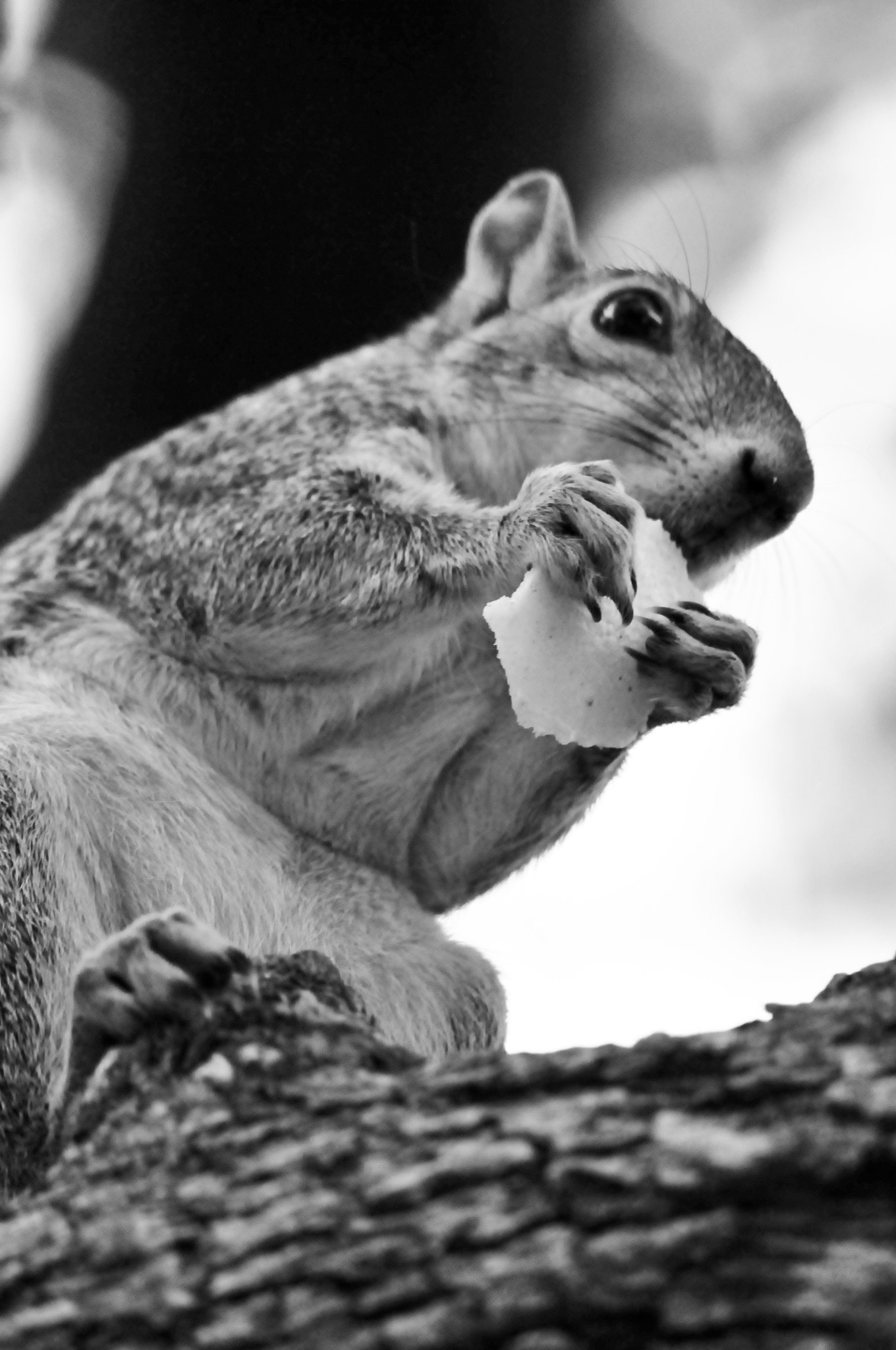 Nikon D300 sample photo. Squirrel and cheese photography