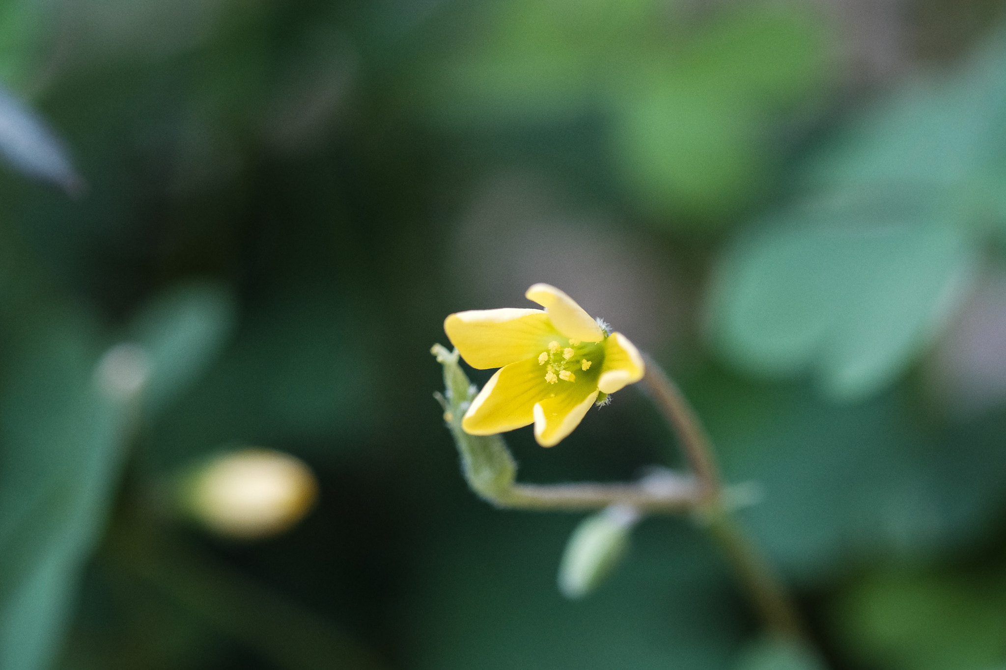 Fujifilm X-E2 + Fujifilm XF 60mm F2.4 R Macro sample photo. Watercolor wash photography