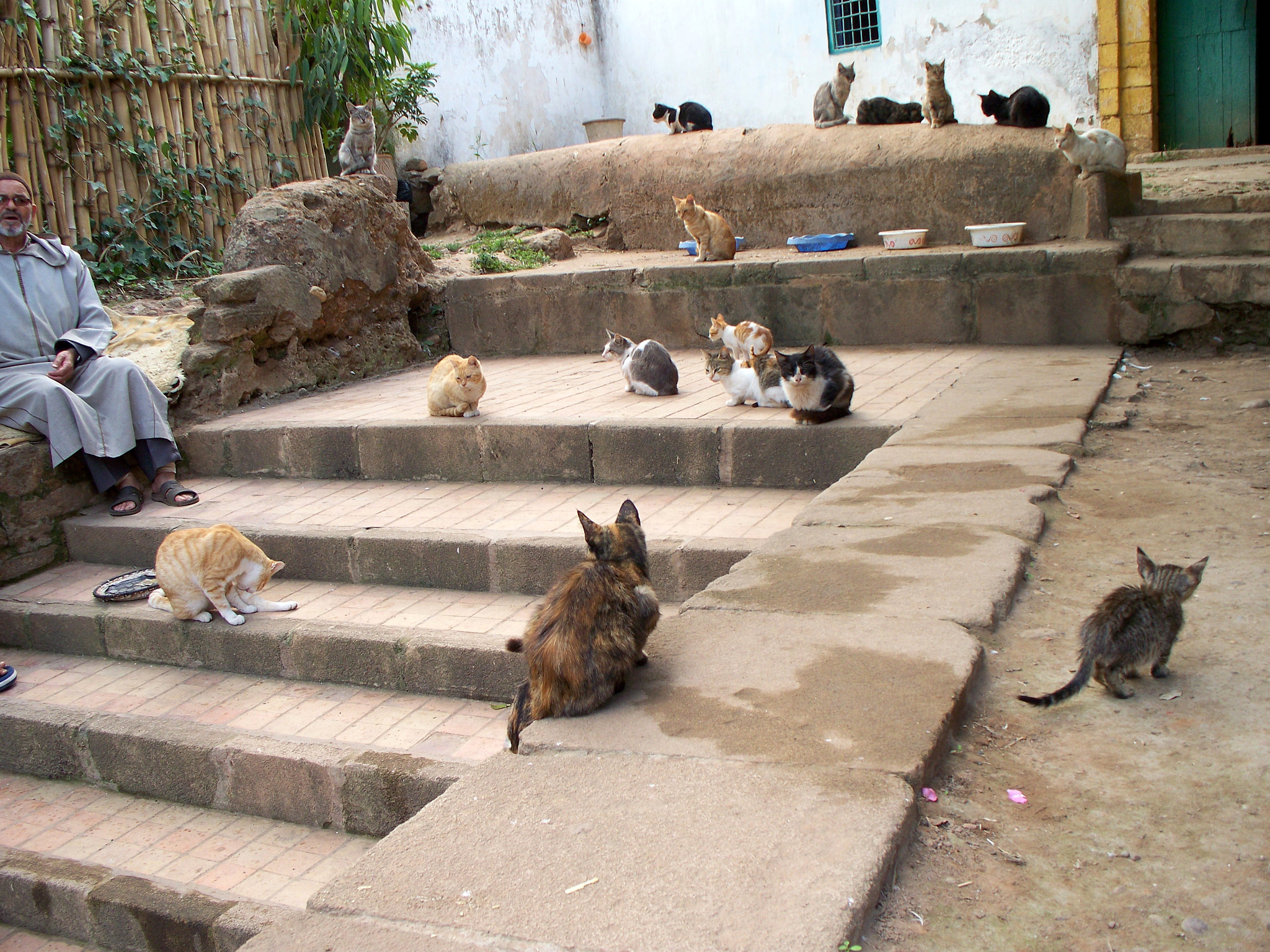 Kodak Z1275 ZOOM DIGITAL CAMERA sample photo. Moroccan cats photography
