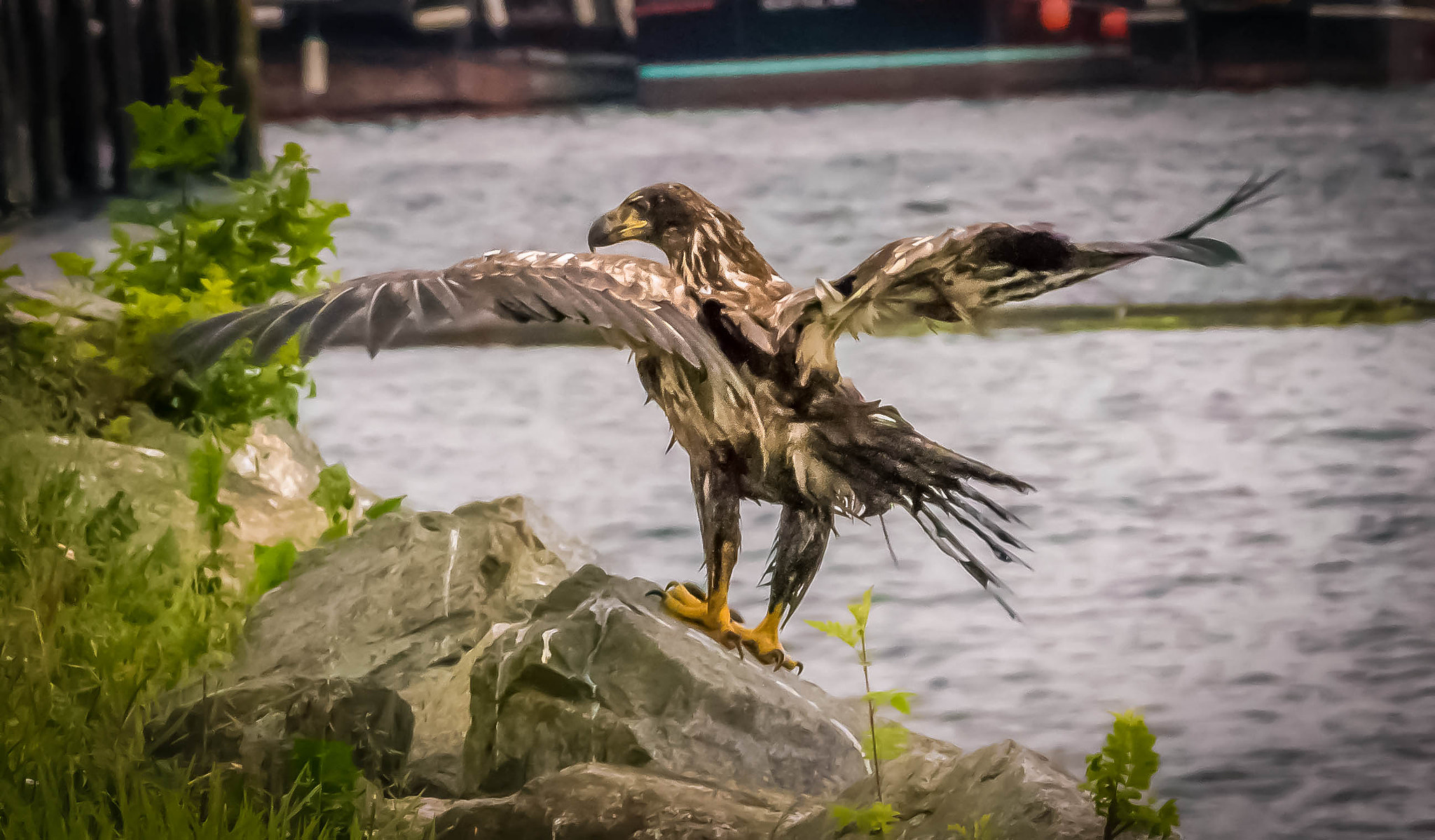 Canon EOS 1100D (EOS Rebel T3 / EOS Kiss X50) sample photo. Dry wings photography