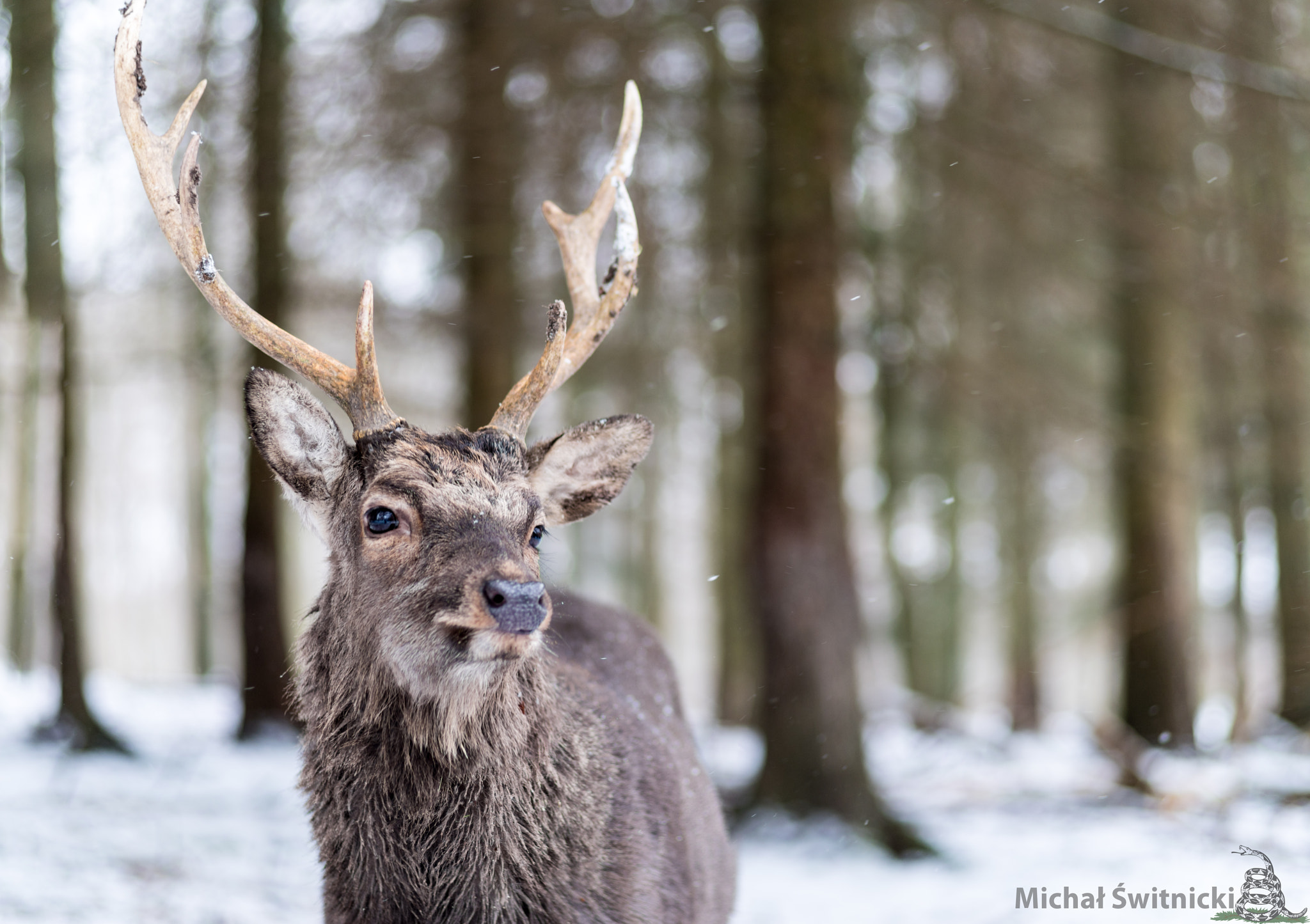 Pentax K-1 sample photo. Portrait of a calm sika deer bull photography