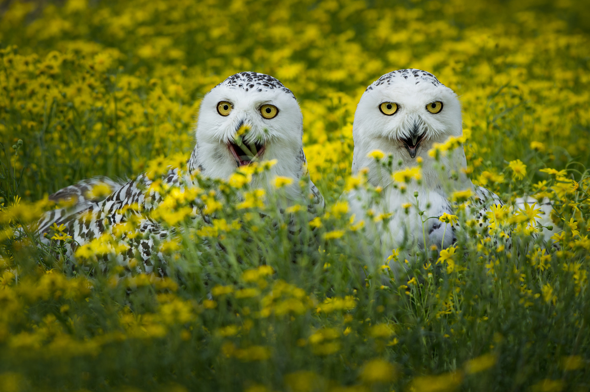 Nikon AF-S Nikkor 200-500mm F5.6E ED VR sample photo. Male and female snow owl photography