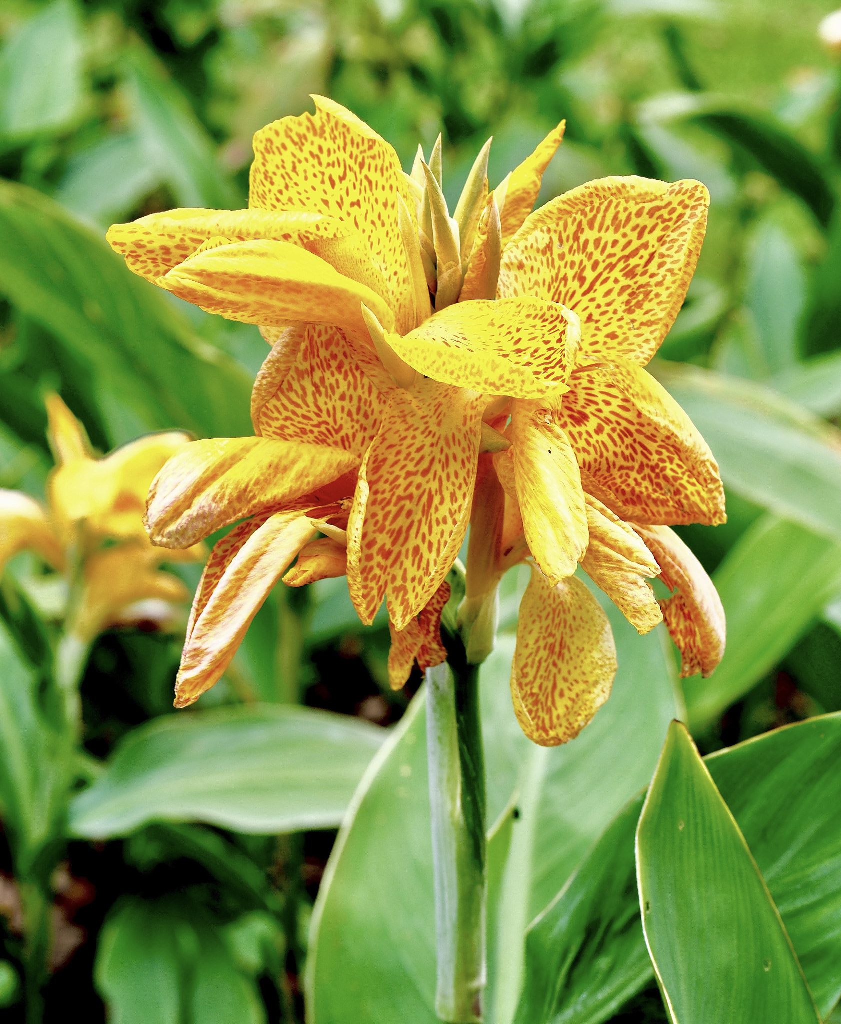 Panasonic Leica DG Nocticron 42.5mm F1.2 ASPH OIS sample photo. Lily beauty photography
