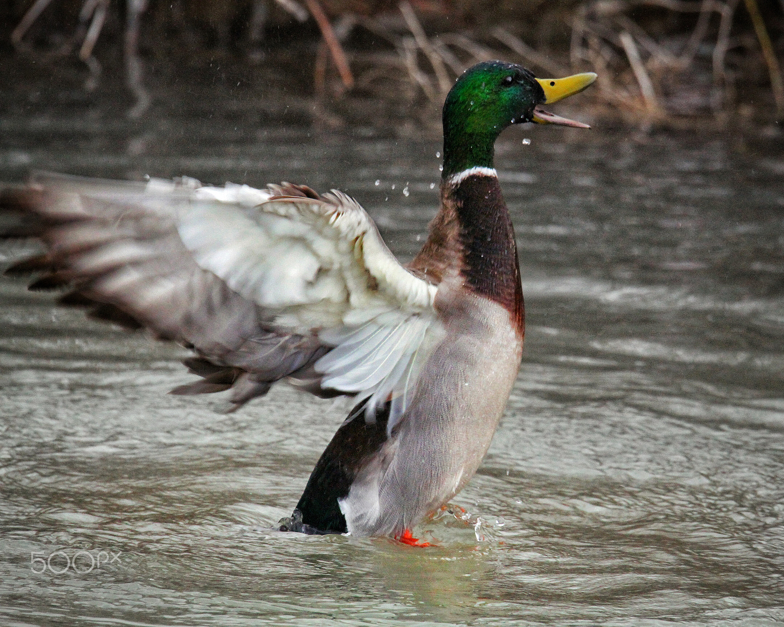 Sigma 150mm f/2.8 EX DG OS HSM APO Macro sample photo. This guy was having a time, just a splashing! photography