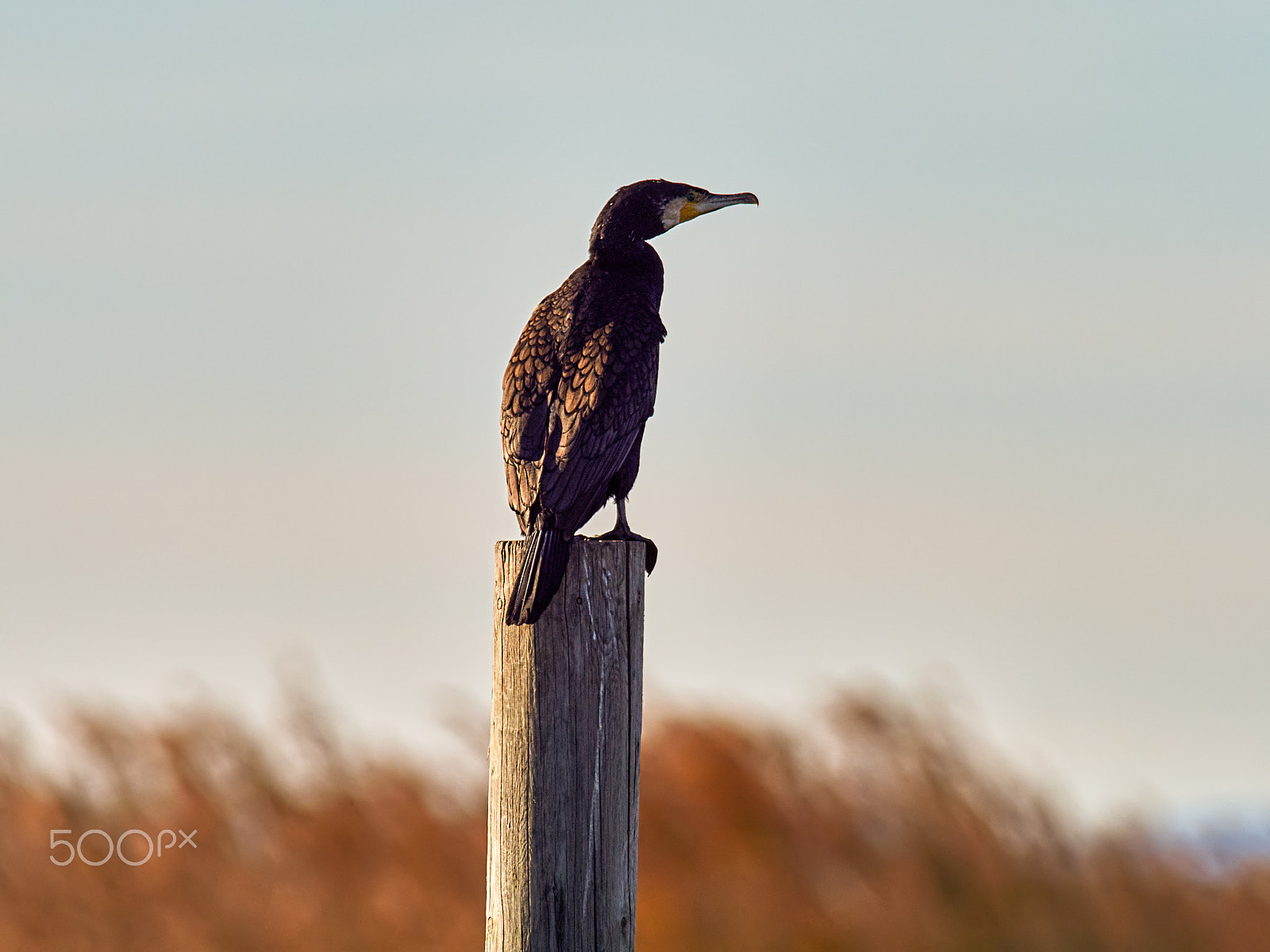 M.300mm F4.0 + MC-14 sample photo. Phalacrocorax carbo photography