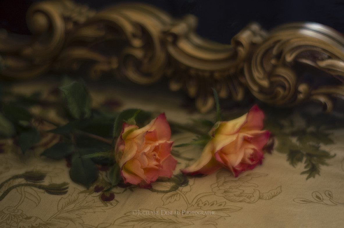 Pentax K-5 + Pentax smc DA 50mm F1.8 sample photo. Ephemeral roses photography