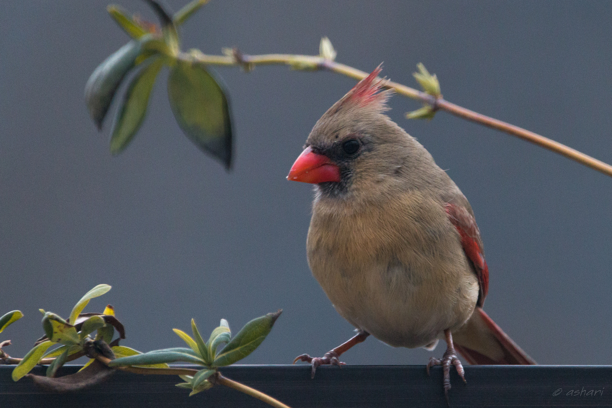 150-600mm F5-6.3 DG OS HSM | Contemporary 015 sample photo. Sitting pretty! photography