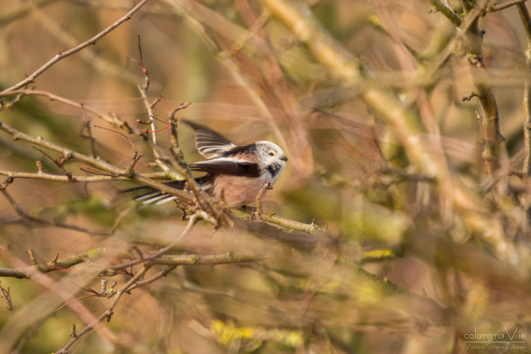 Sigma 70-200mm F2.8 EX DG OS HSM sample photo. Long-tailed tit photography