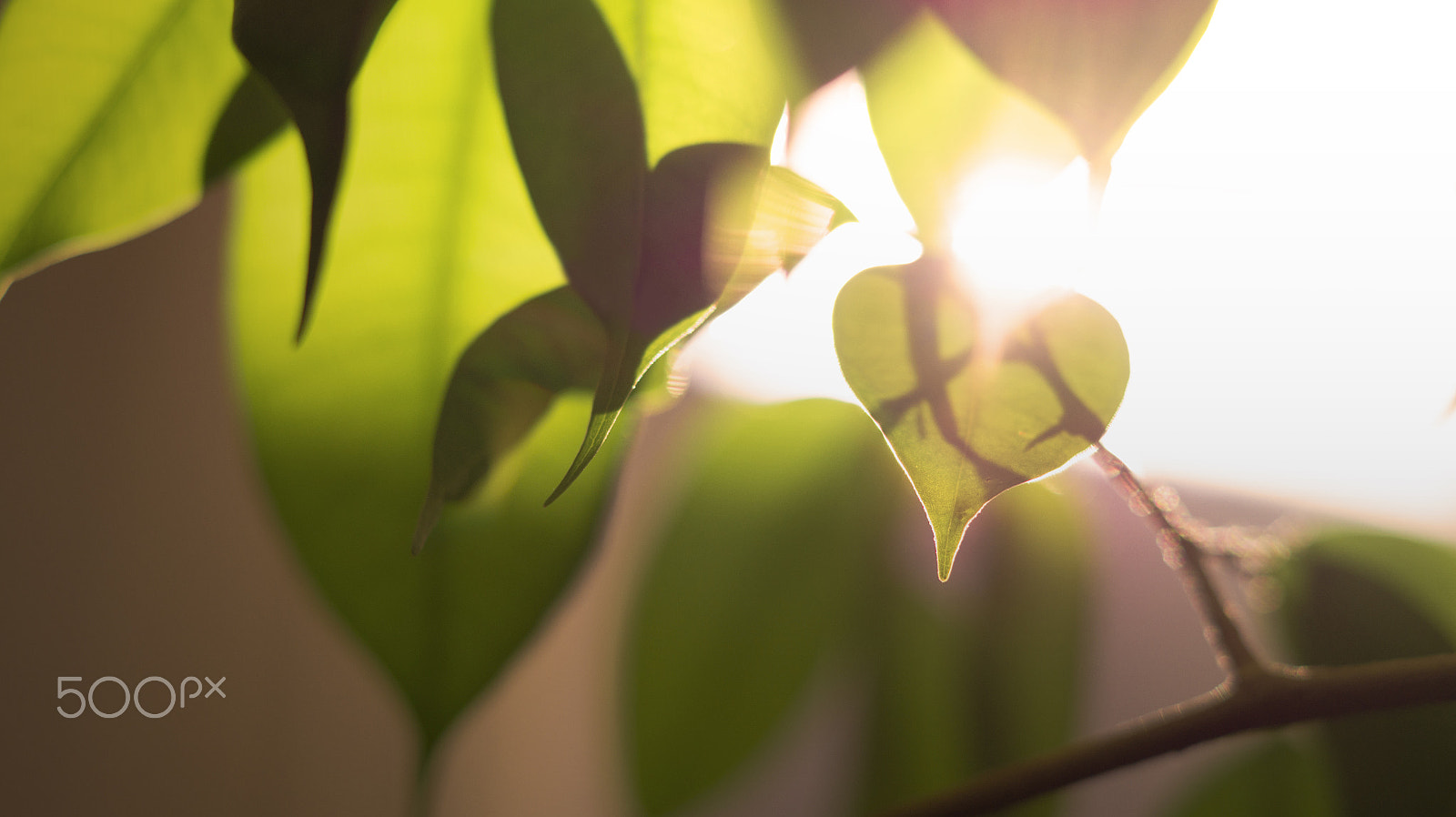 Sony SLT-A58 + Sony DT 50mm F1.8 SAM sample photo. Heart shaped leaf with sun shining behind it photography