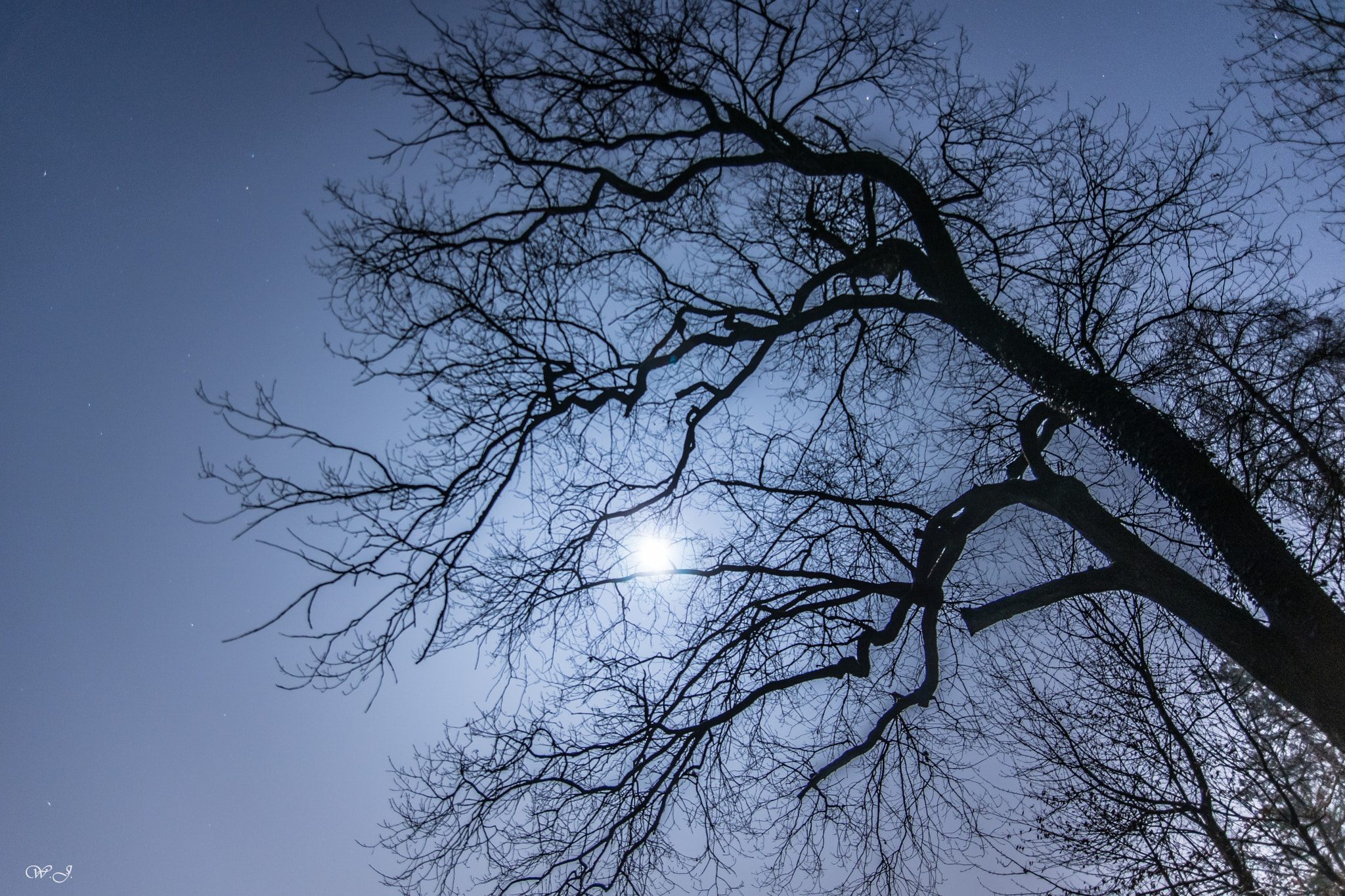 Sony ILCA-77M2 sample photo. Scary tree photography