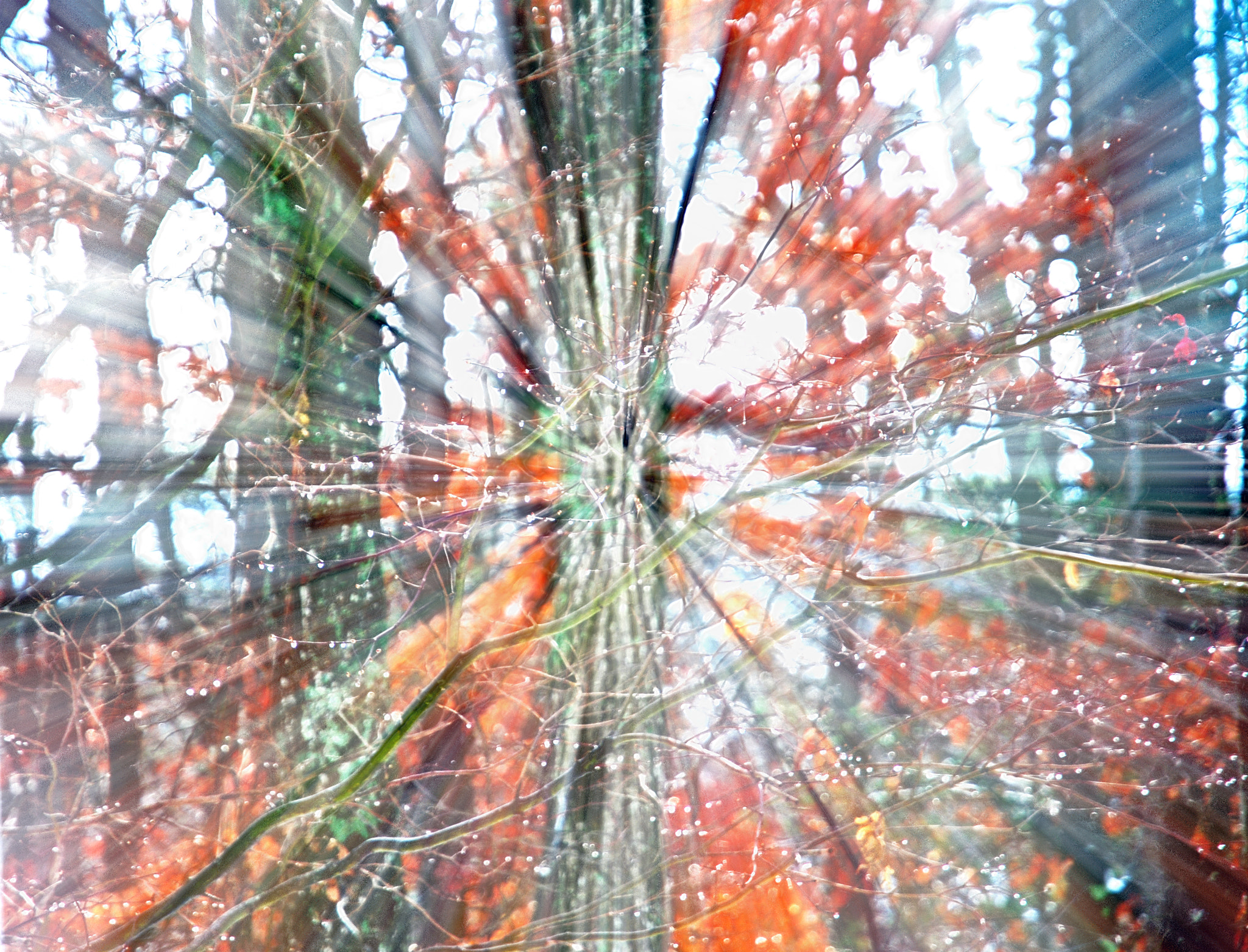 Nikon D60 sample photo. Psychedelic photography