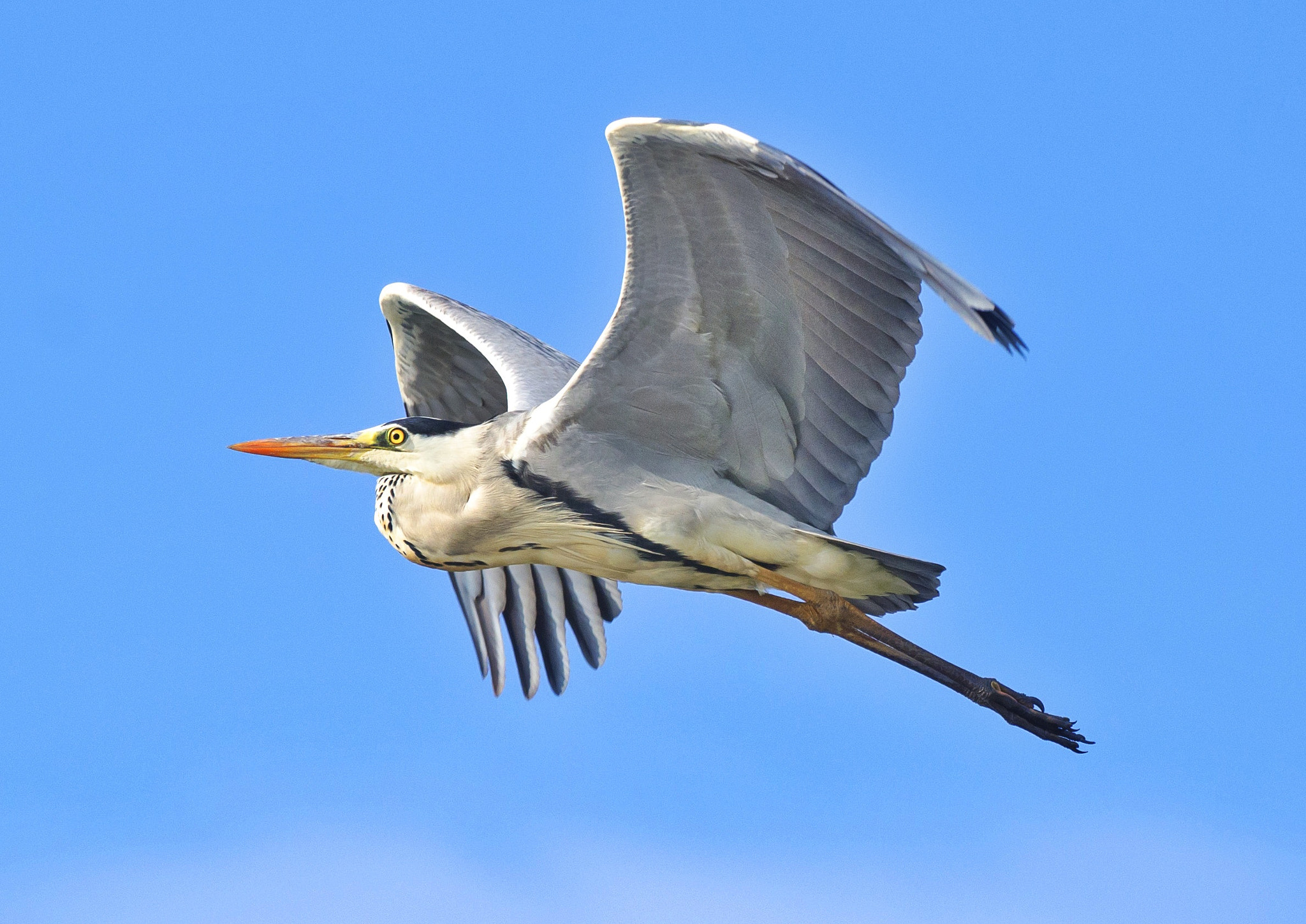 Nikon AF-S Nikkor 200-500mm F5.6E ED VR sample photo. Concentration! photography