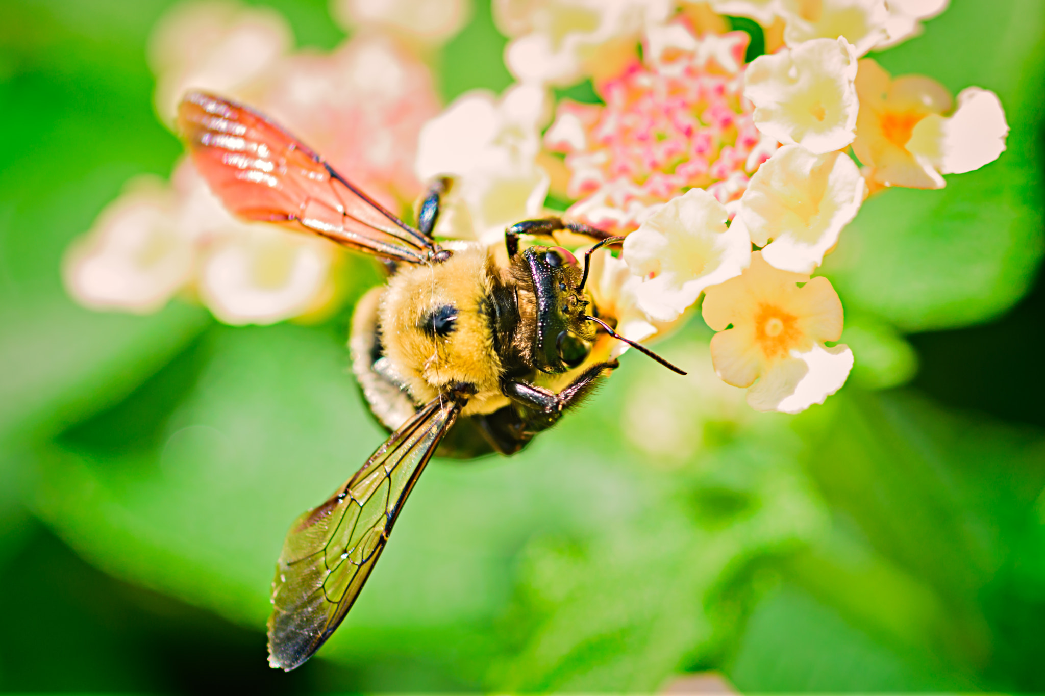 Sigma 105mm F2.8 EX DG OS HSM sample photo. Beefy bee photography