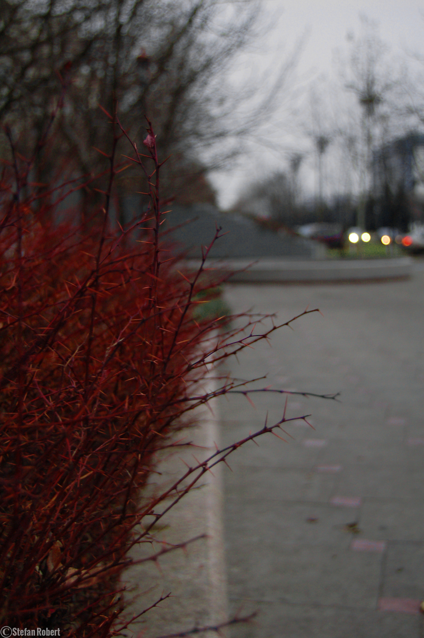 Nikon D50 sample photo. Nice colors! nice bokeh! photography