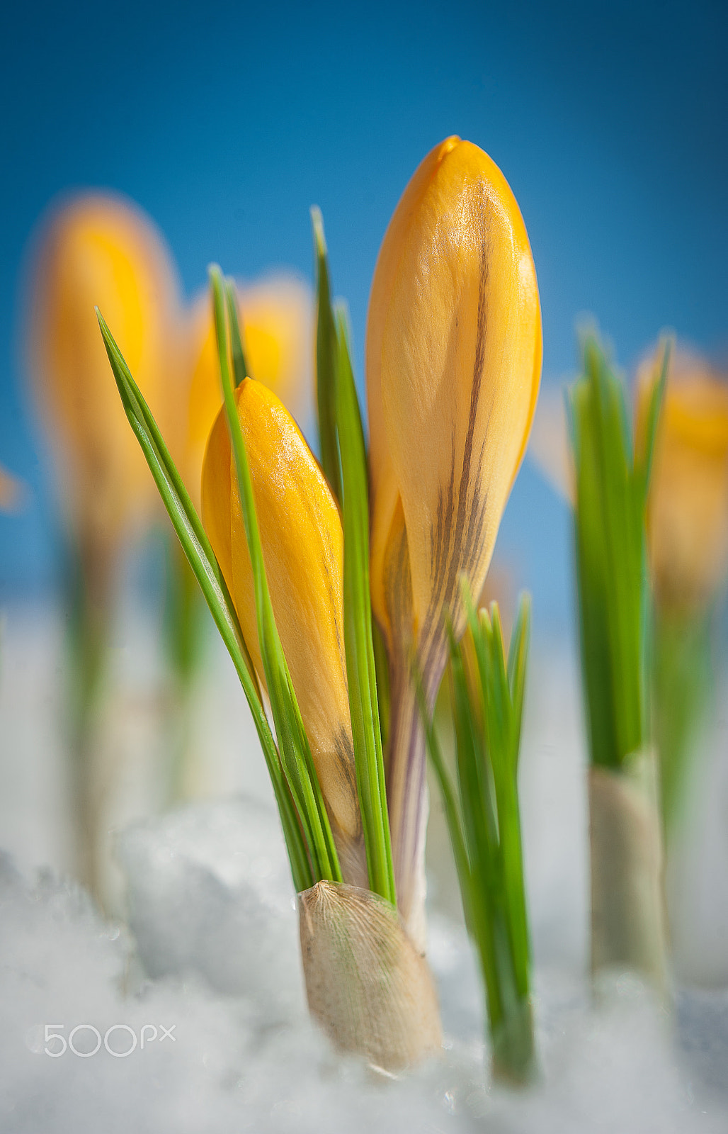 Nikon D3 sample photo. The magic colours of spring photography