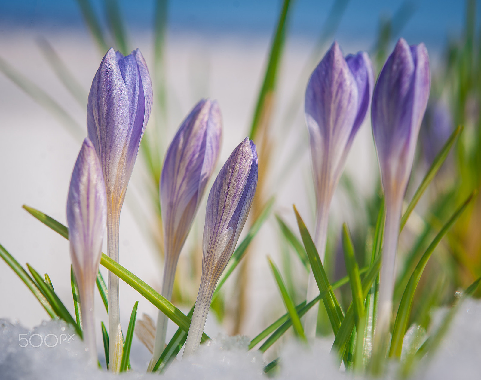 Nikon D3 sample photo. The magic colours of spring photography